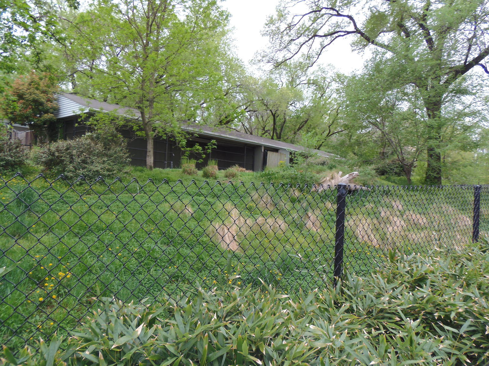 Cheetah Conservation Center- Maned Wolf Exhibit