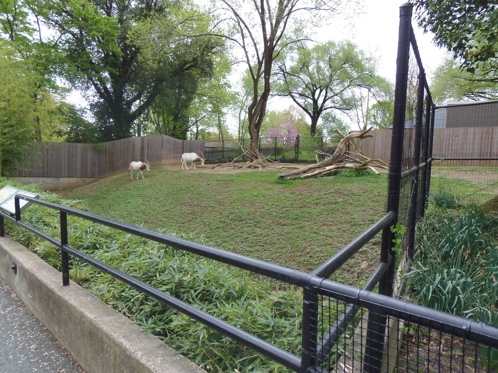 Cheetah Conservation Center- Oryx/Gazelle/Vulture Exhibit