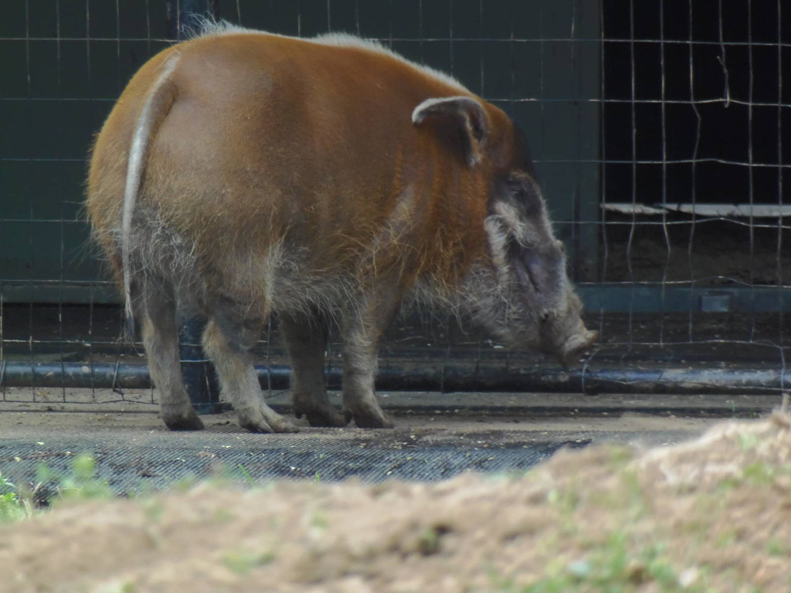 Cheetah Conservation Center- Red River Hog