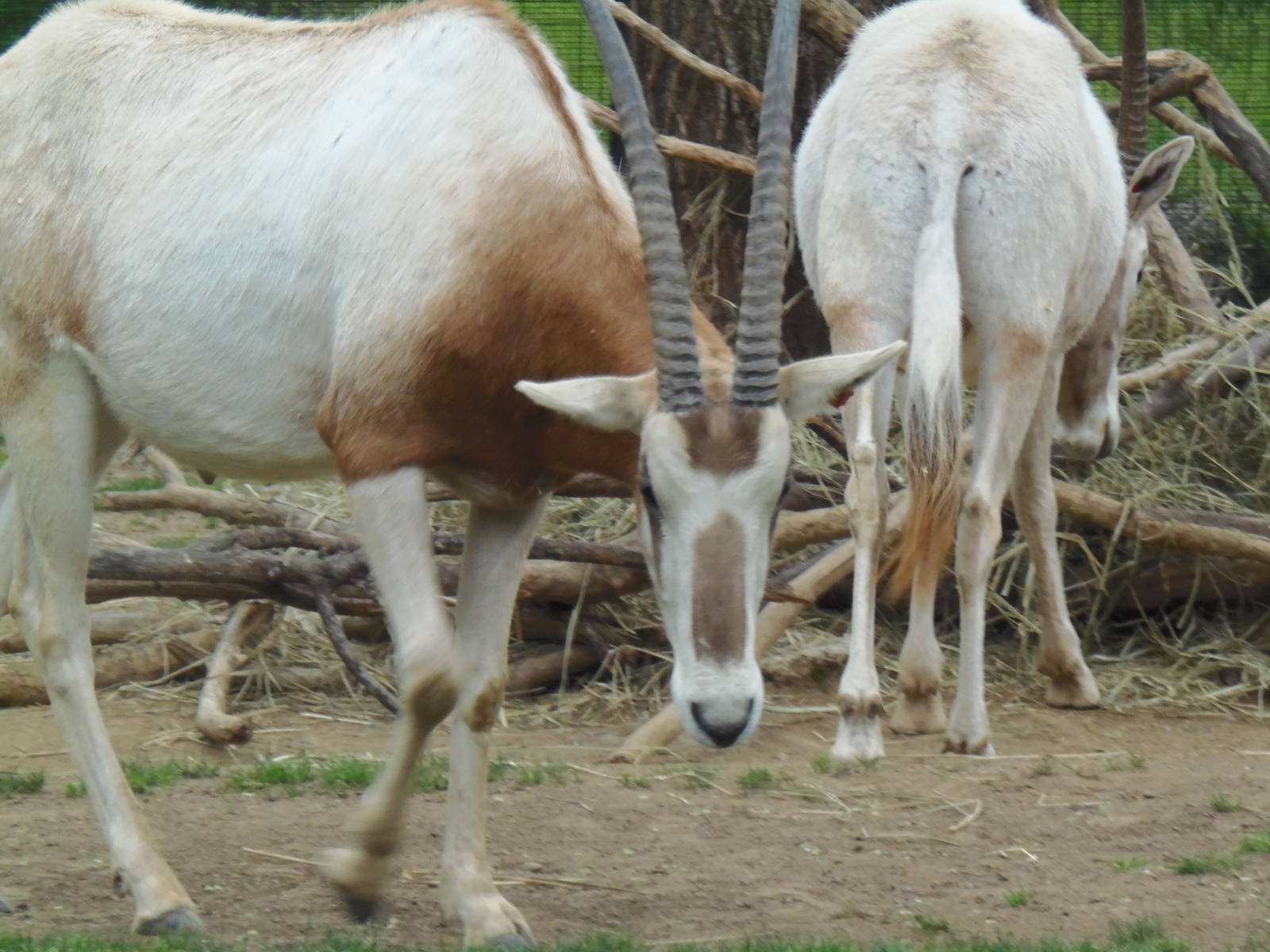 Cheetah Conservation Center- Scimitar-Horned Oryx