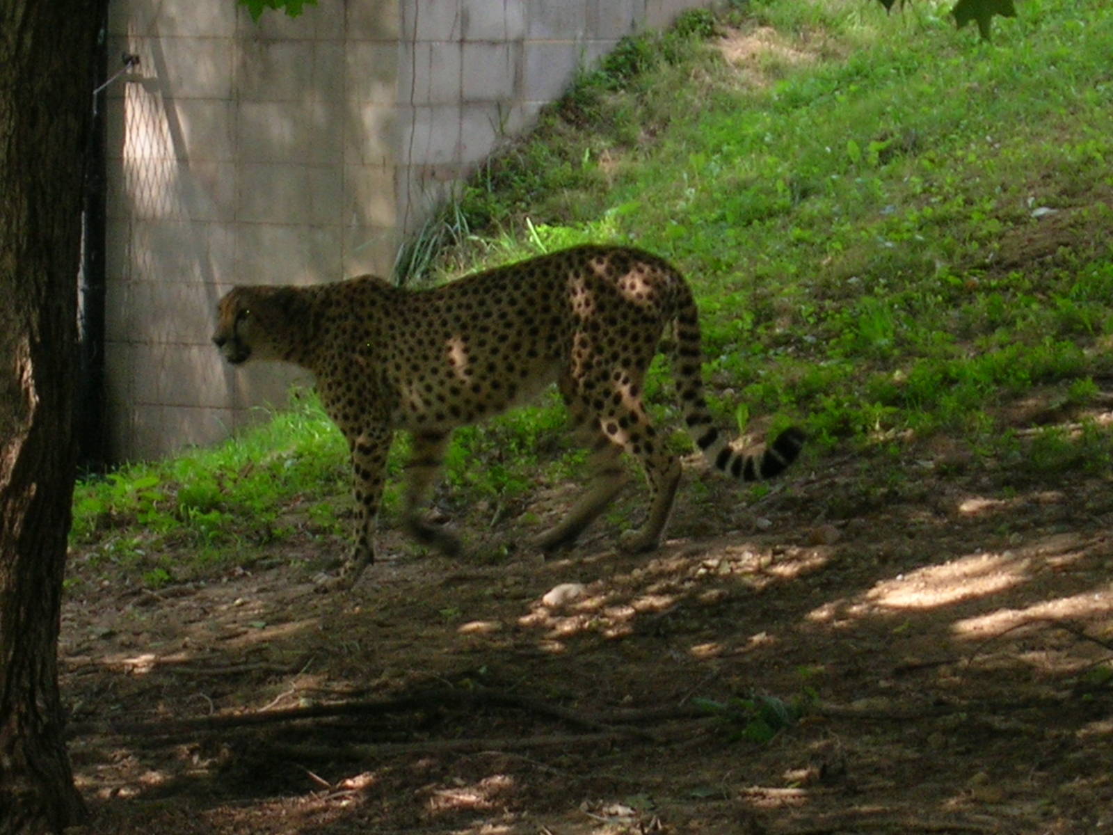 Cheetah Conservation Center - Tumai