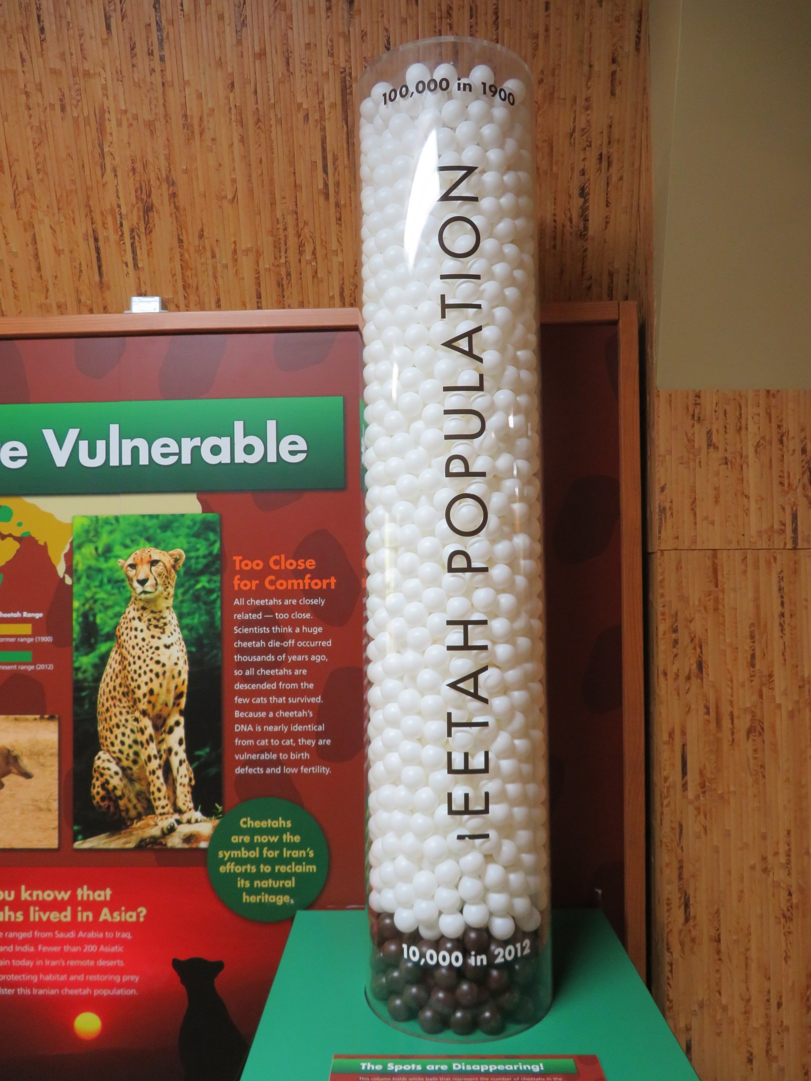 Cheetah Conservation Outpost - Educational Display