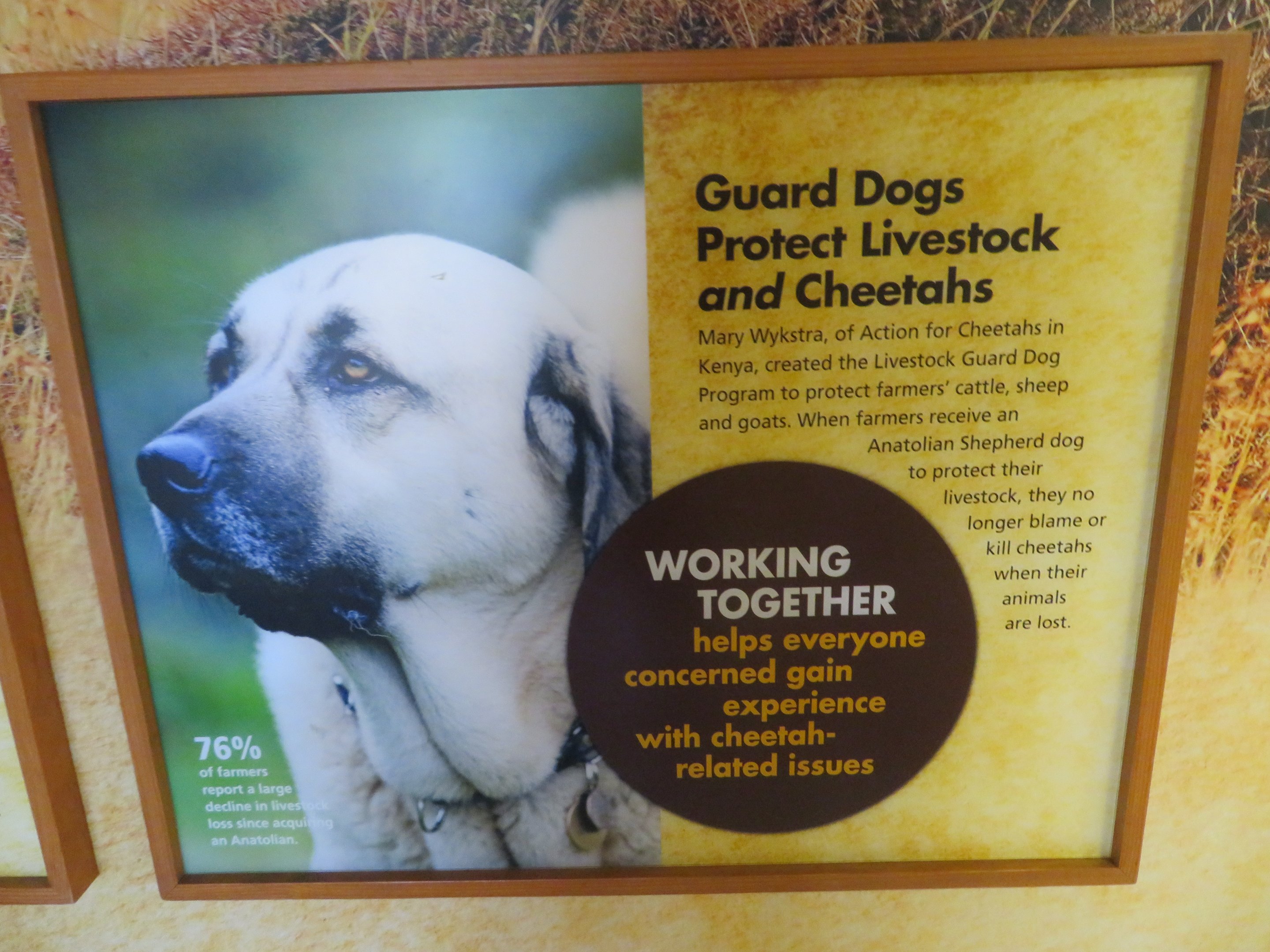 Cheetah Conservation Outpost - Guard Dog Signage