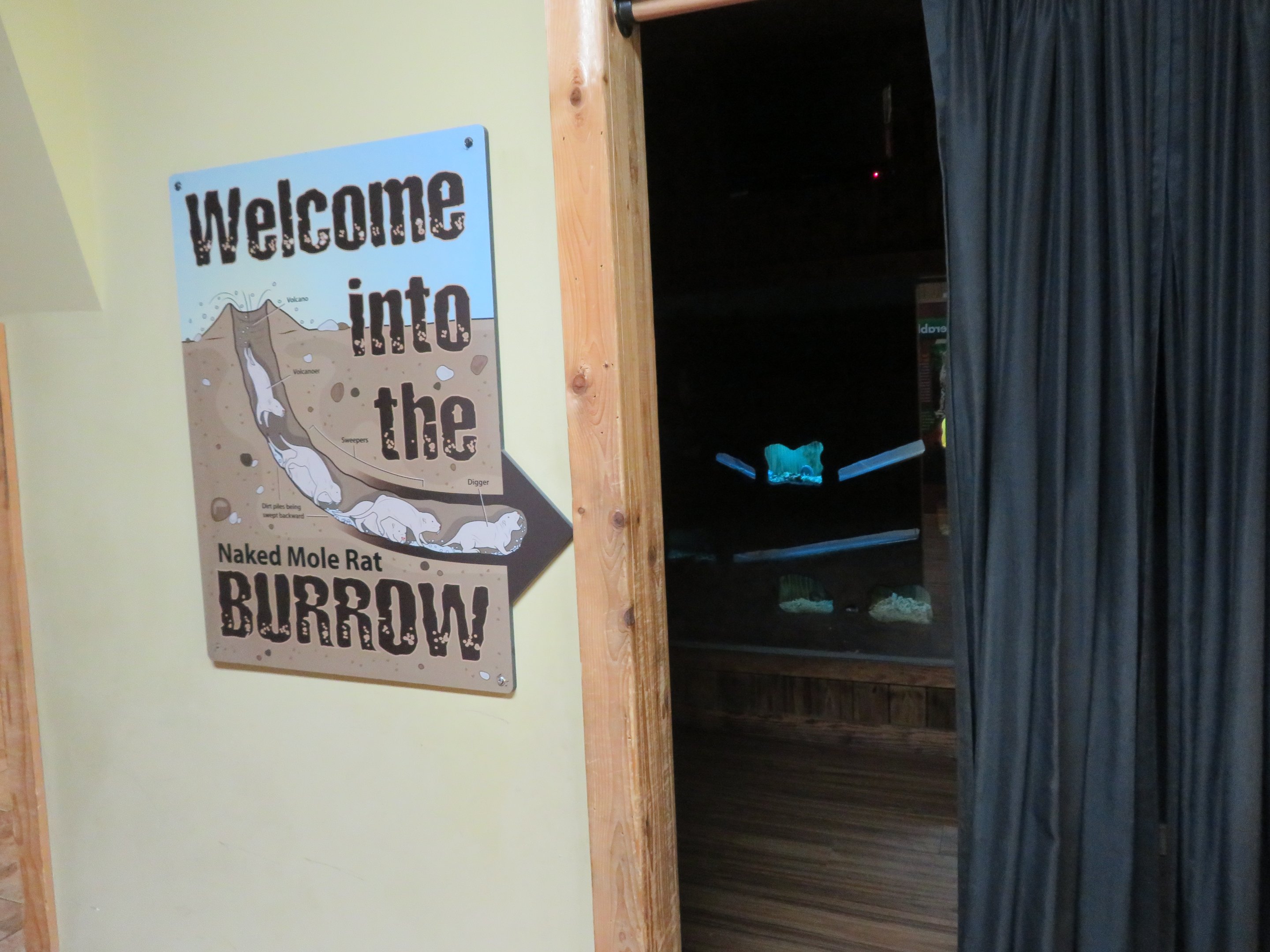 Cheetah Conservation Outpost - Naked Mole Rats