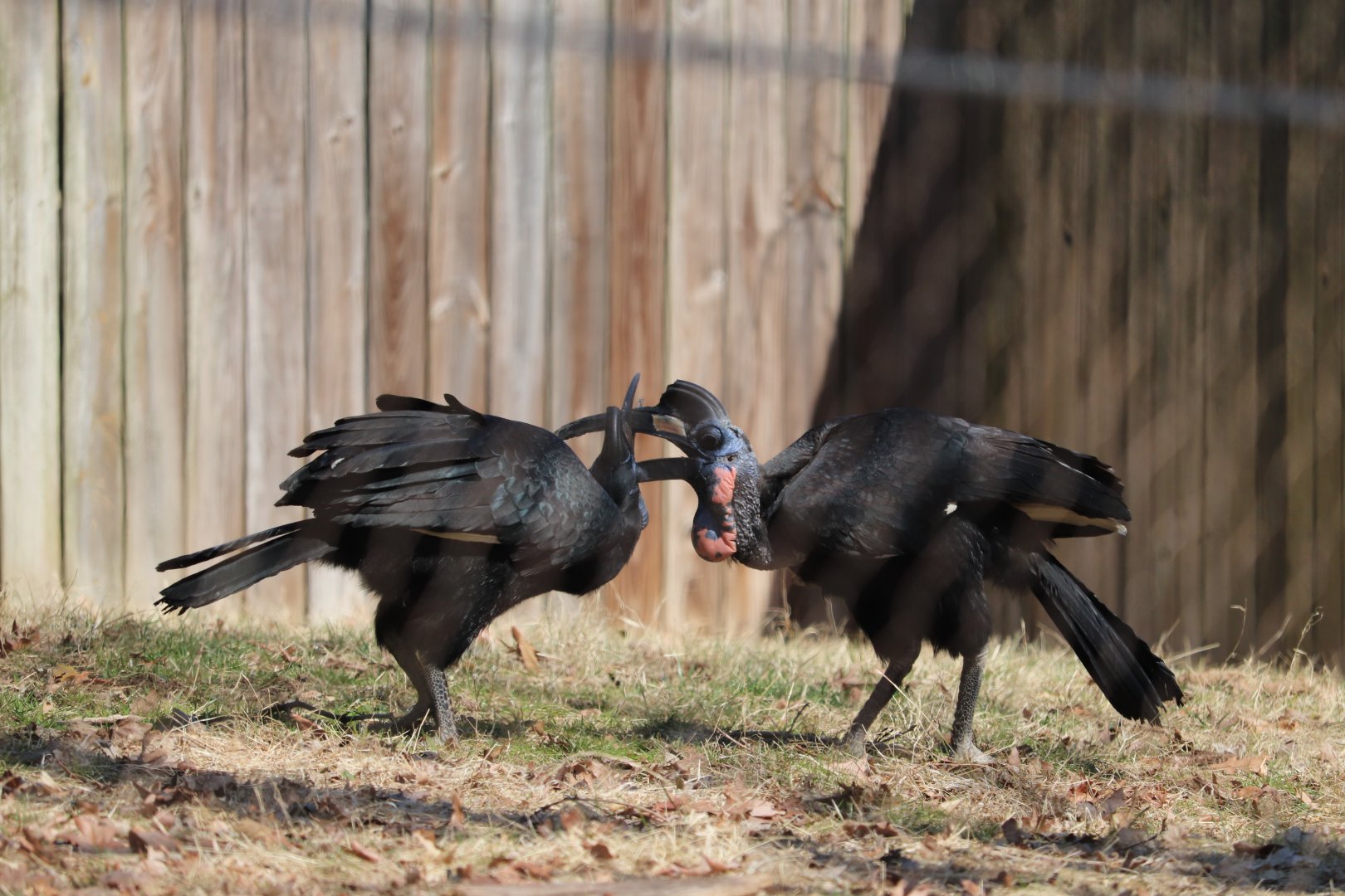 Cheetah Conservation Station - Abyssinian Ground Hornbill - Karl & Karoline
