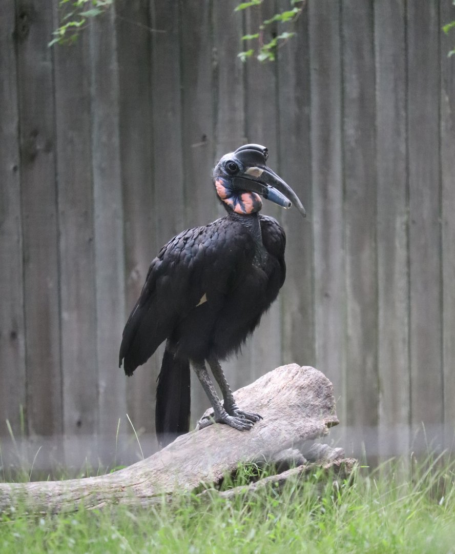 Cheetah Conservation Station - Abyssinian Ground Hornbill - Karl