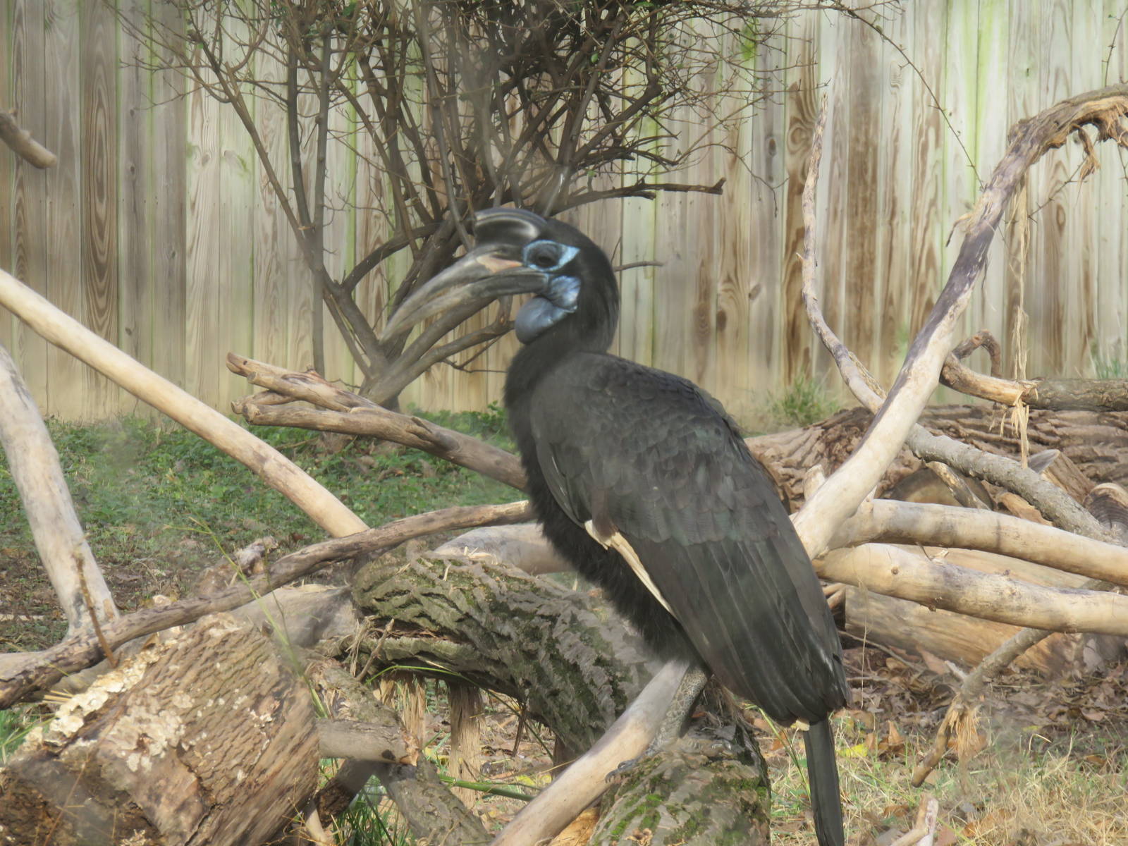 Cheetah  Conservation Station - Abyssinian Ground Hornbill