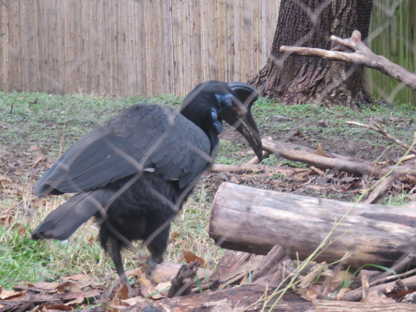 Cheetah  Conservation Station - Abyssinian Ground Hornbill