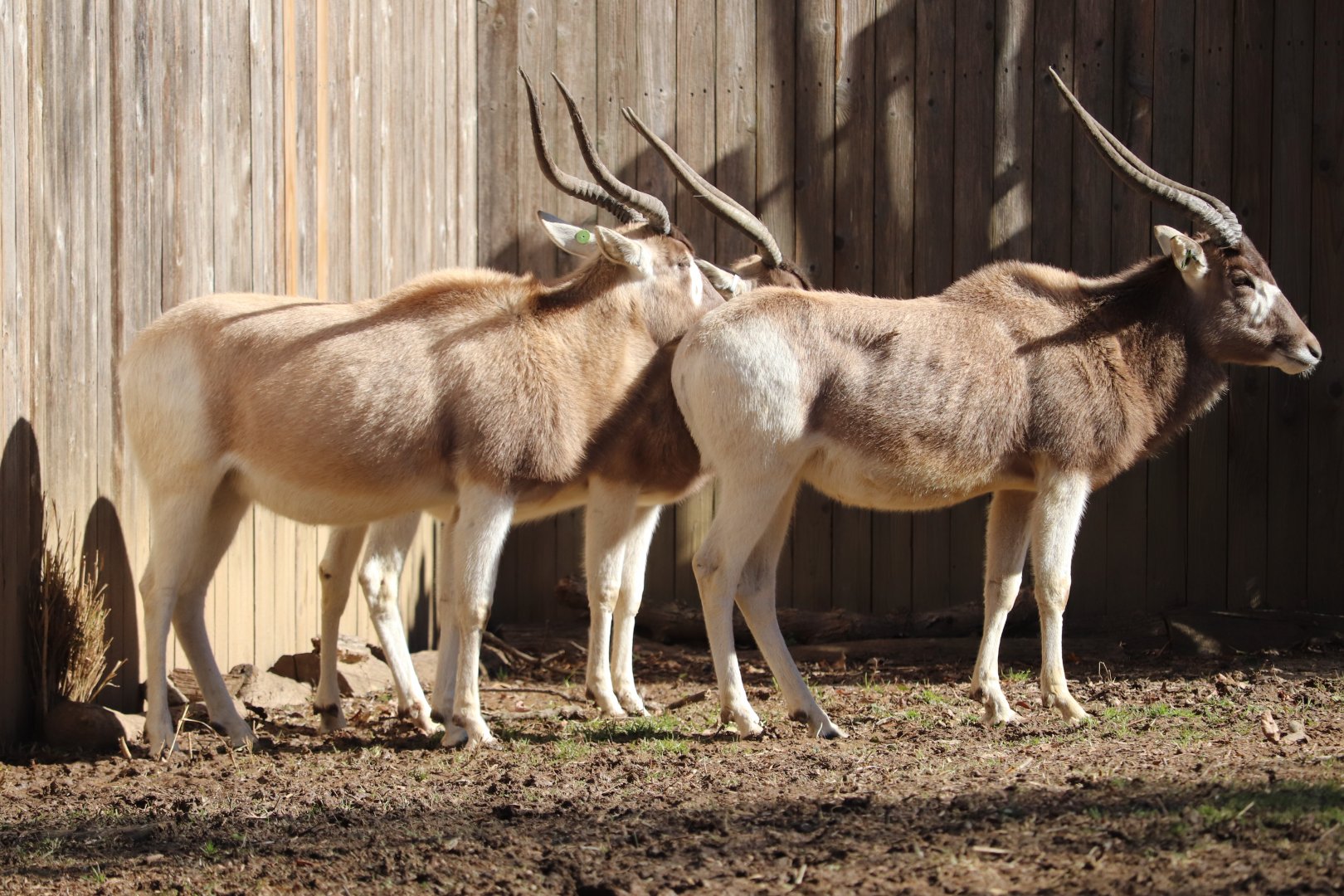Cheetah Conservation Station - Addax