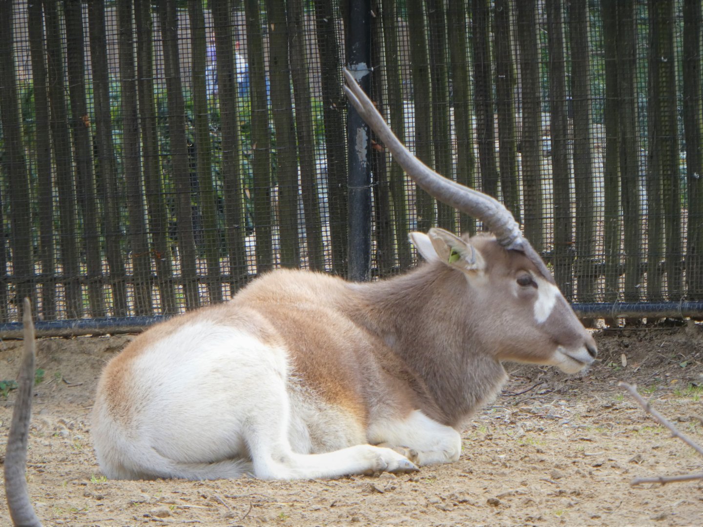 Cheetah Conservation Station - Addax