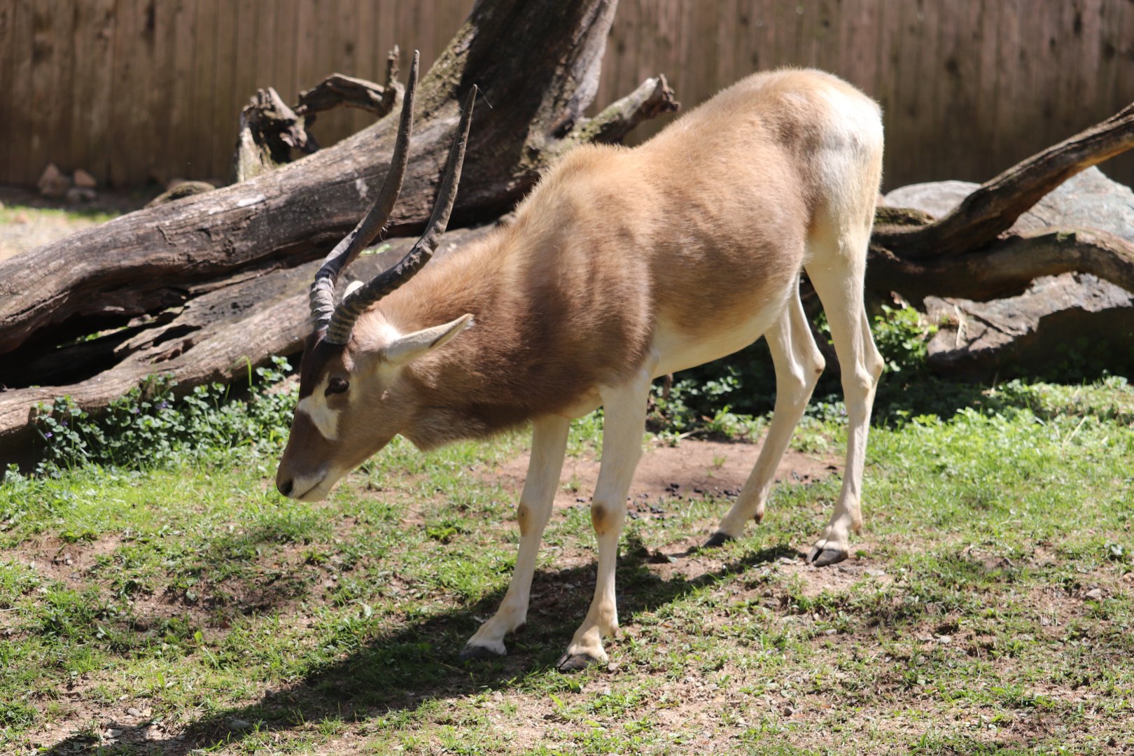 Cheetah Conservation Station - Addax
