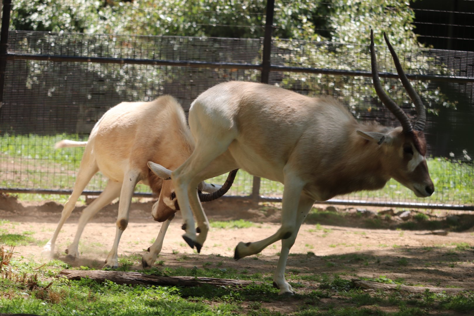 Cheetah Conservation Station - Addax