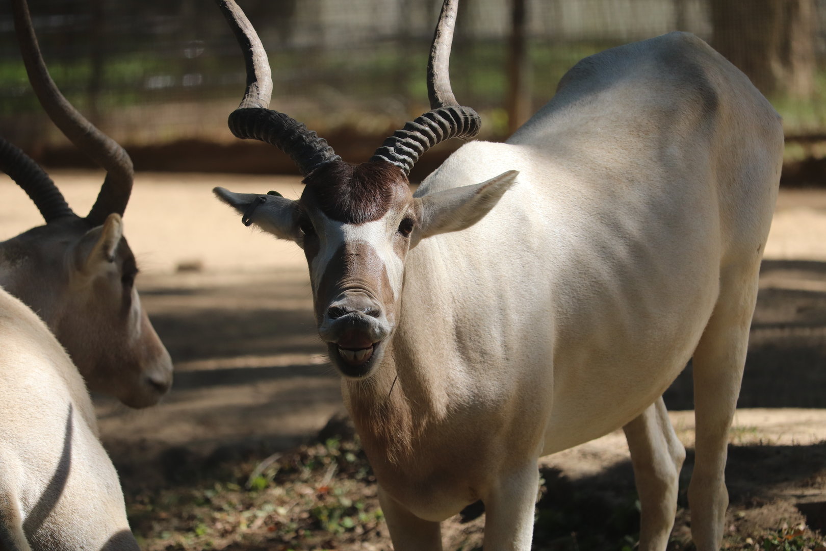 Cheetah Conservation Station - Addax