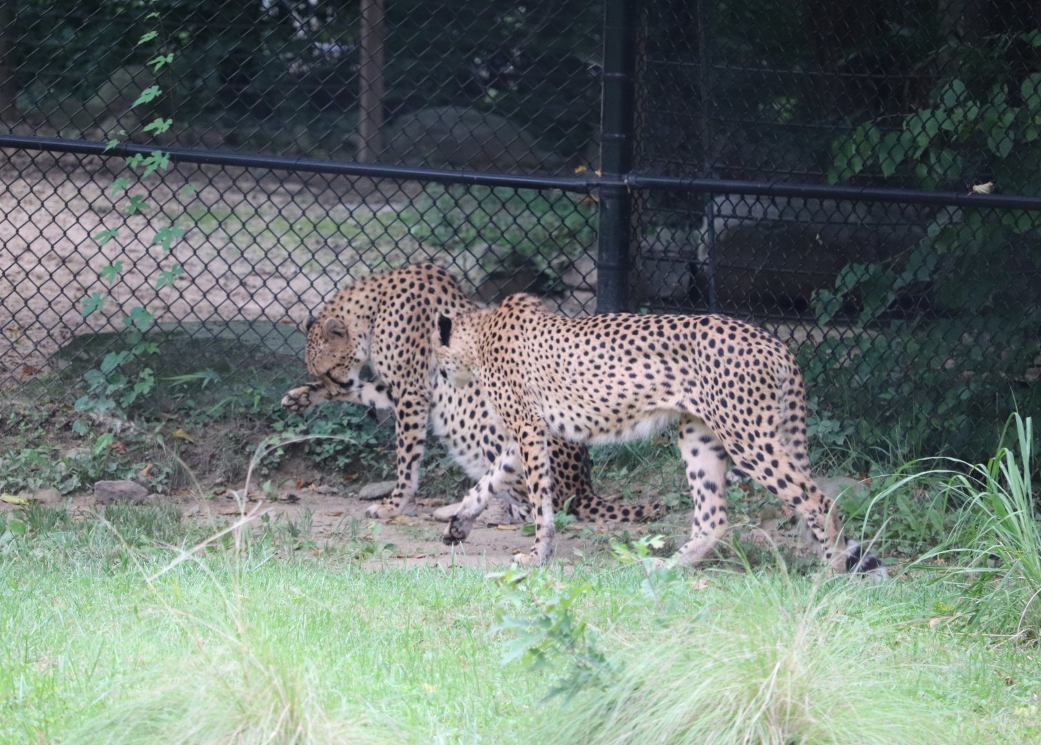 Cheetah Conservation Station - Cheetah - Donnie - Copley