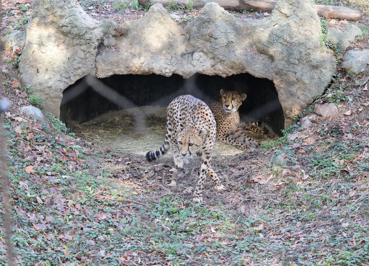 Cheetah Conservation Station - Cheetah - Donnie - Copley