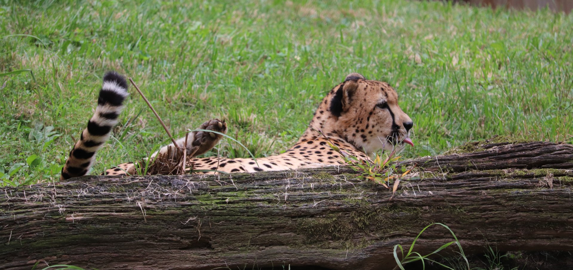 Cheetah Conservation Station - Cheetah - Justin