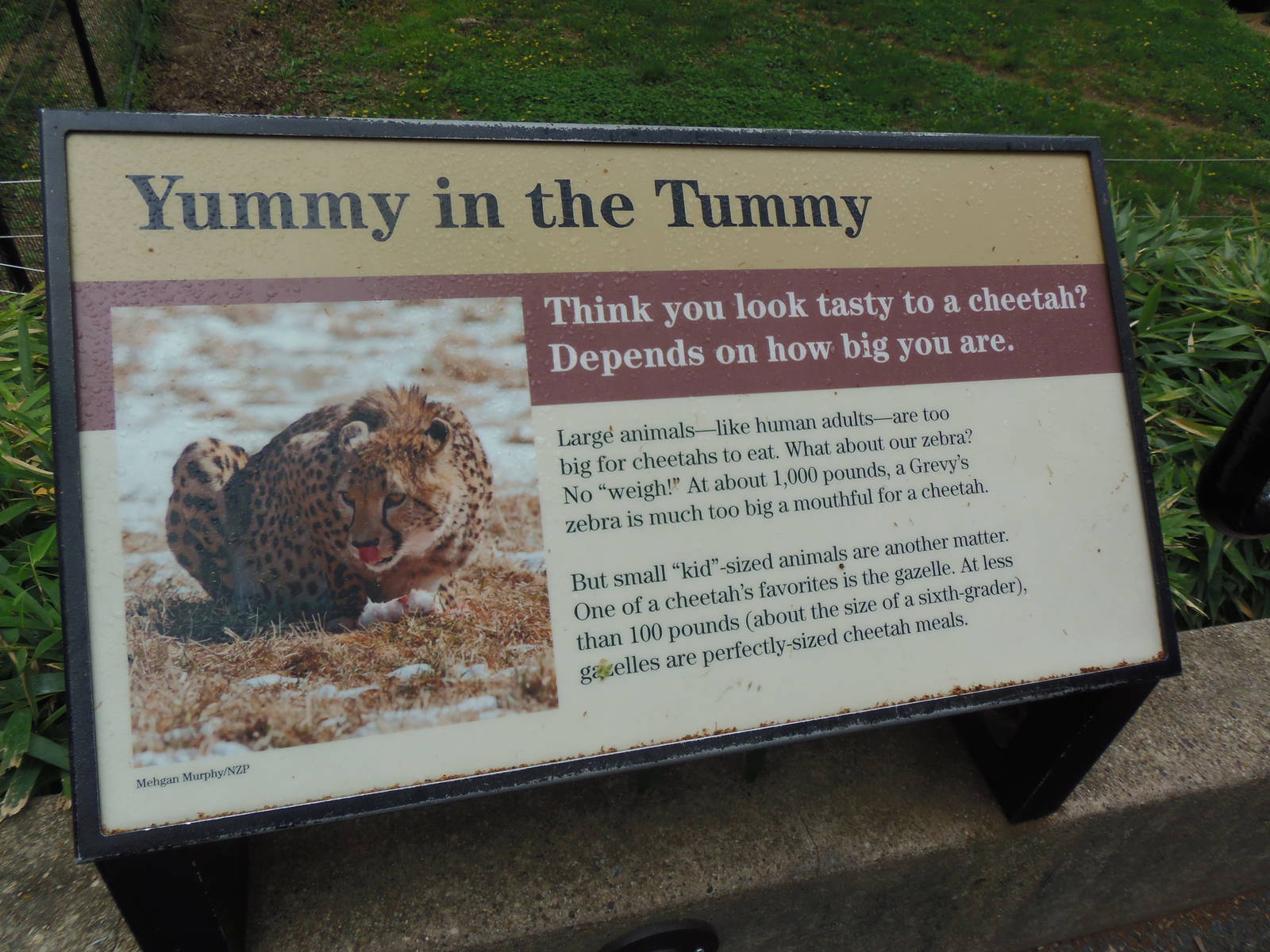 Cheetah Conservation Station- Cheetah Meal Sign