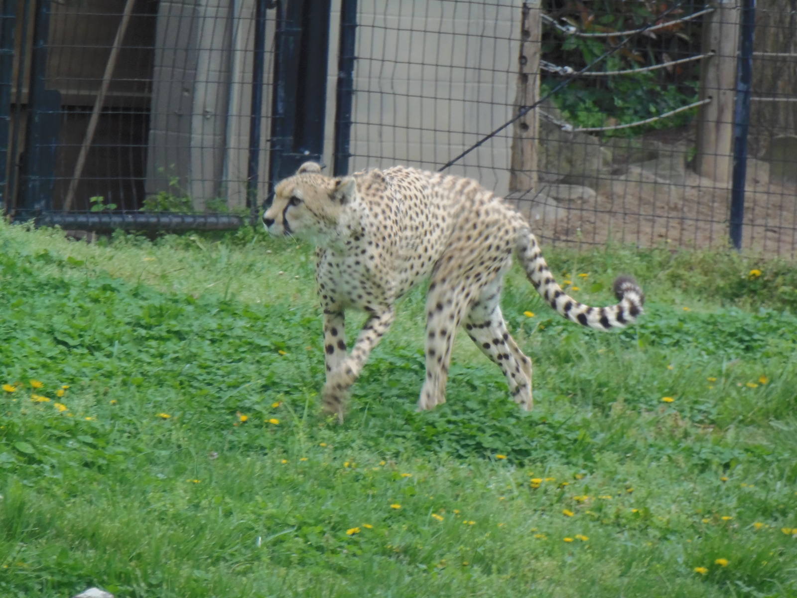 Cheetah Conservation Station- Cheetah