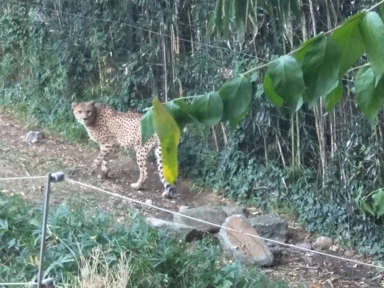 Cheetah  Conservation Station - Cheetah