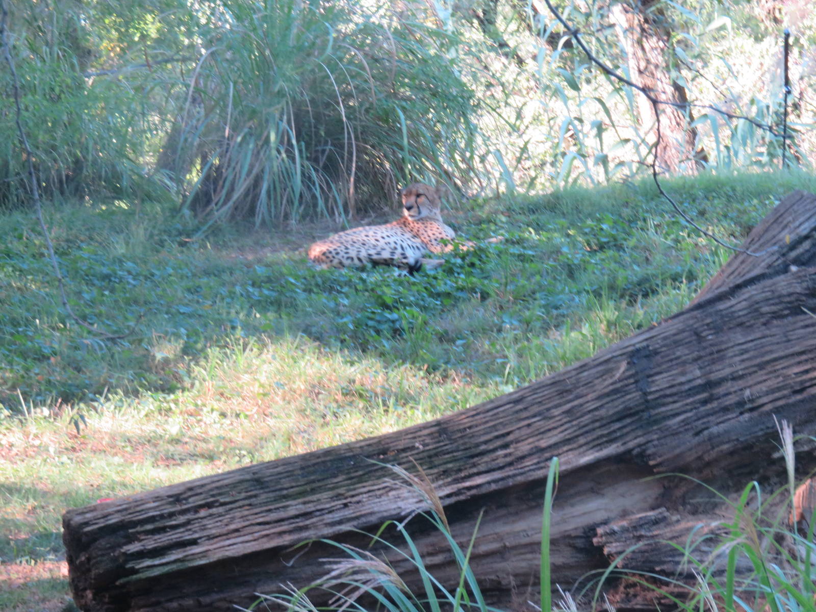 Cheetah  Conservation Station - Cheetah