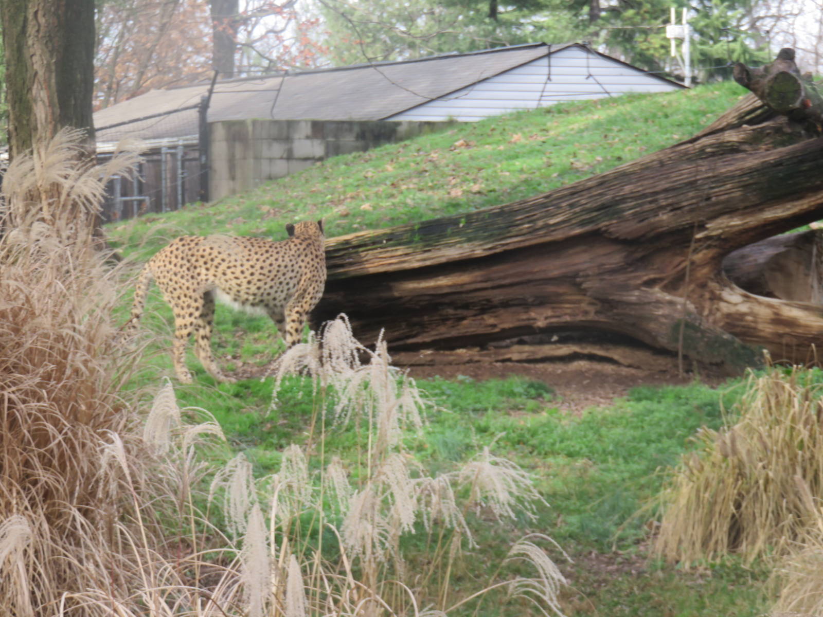 Cheetah  Conservation Station - Cheetah