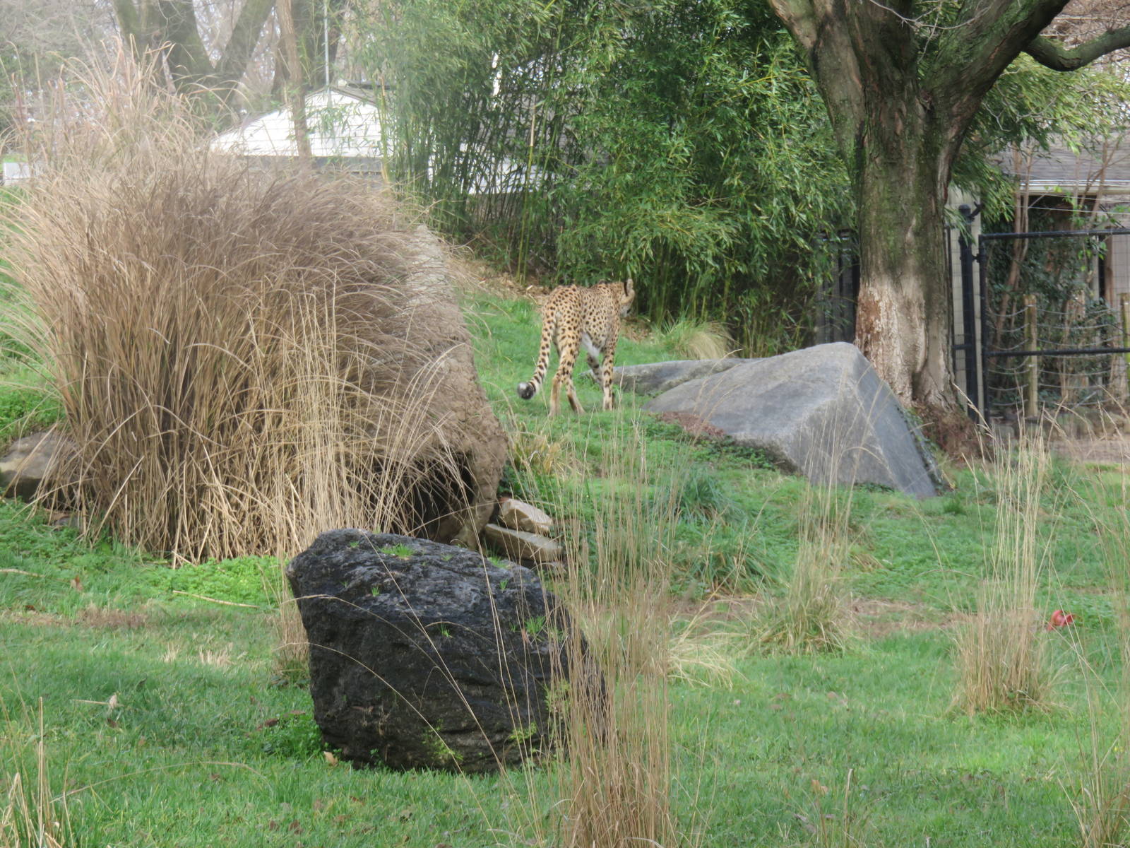 Cheetah  Conservation Station - Cheetah