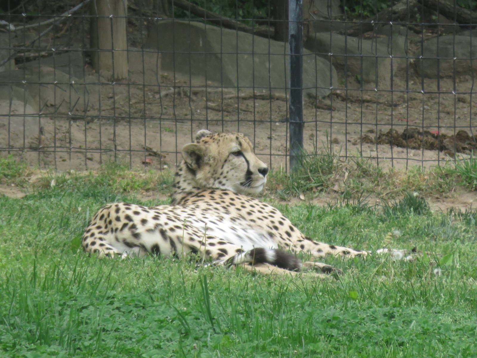 Cheetah Conservation Station - Cheetah