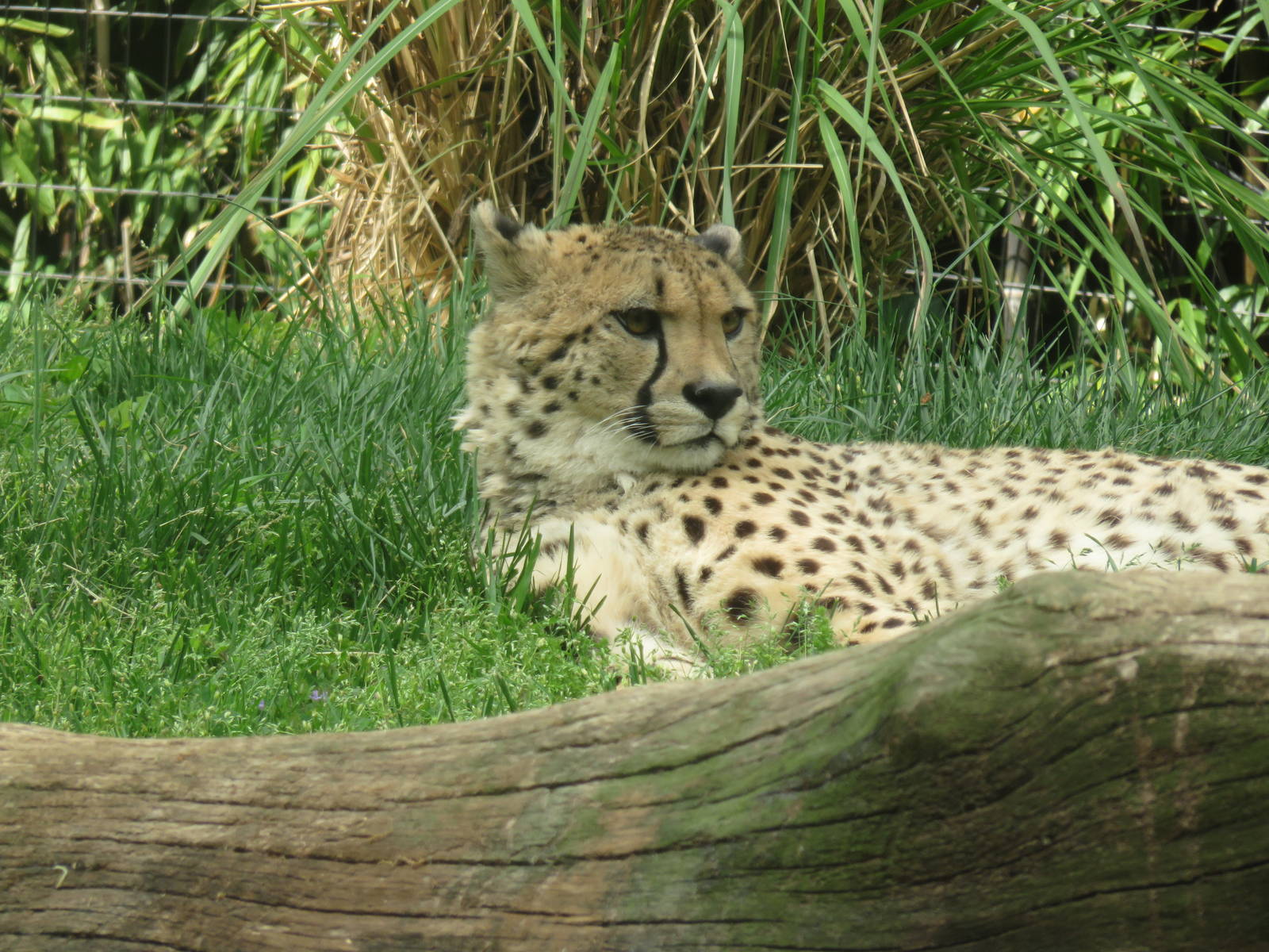 Cheetah Conservation Station - Cheetah