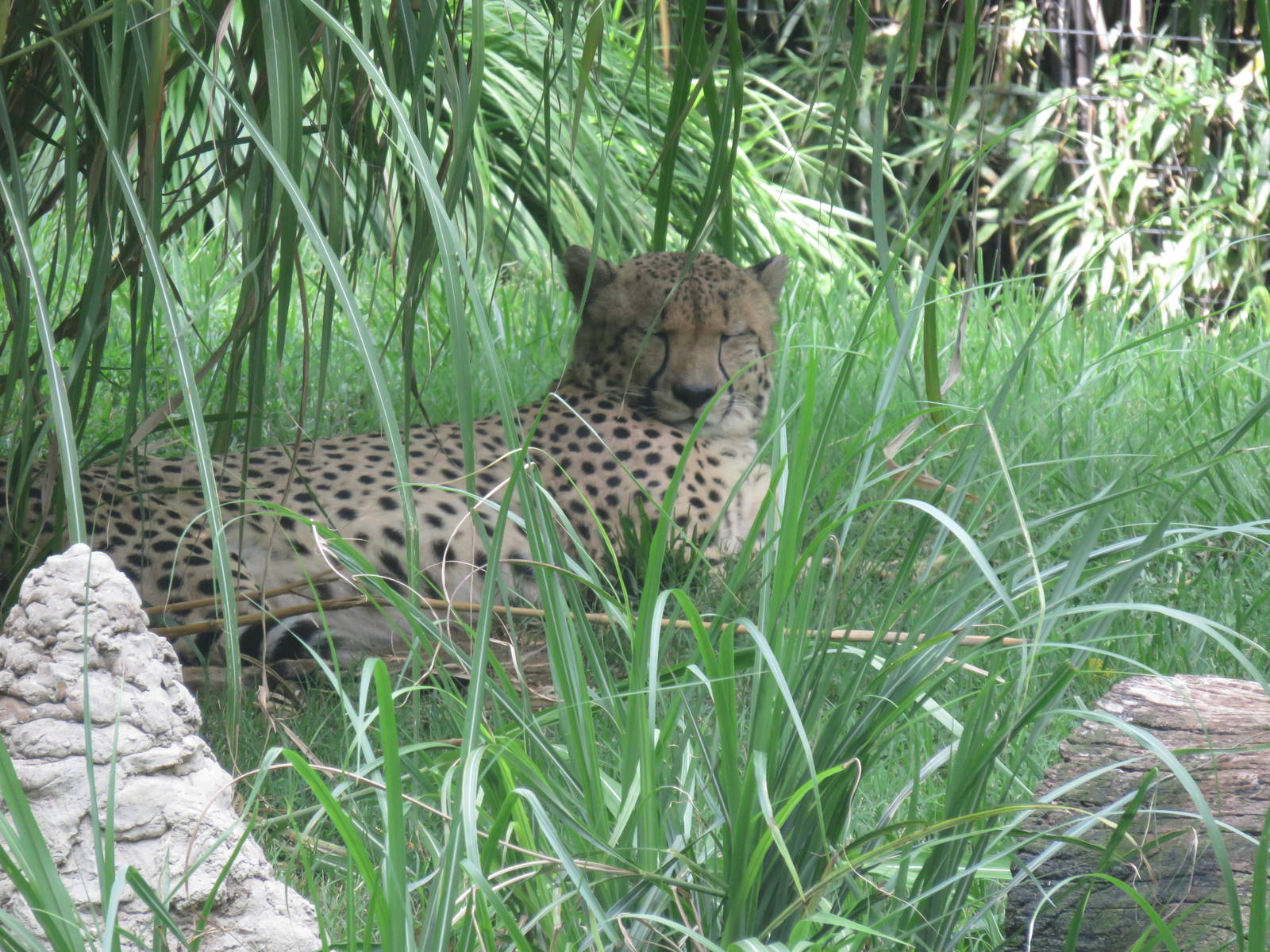 Cheetah Conservation Station - Cheetah