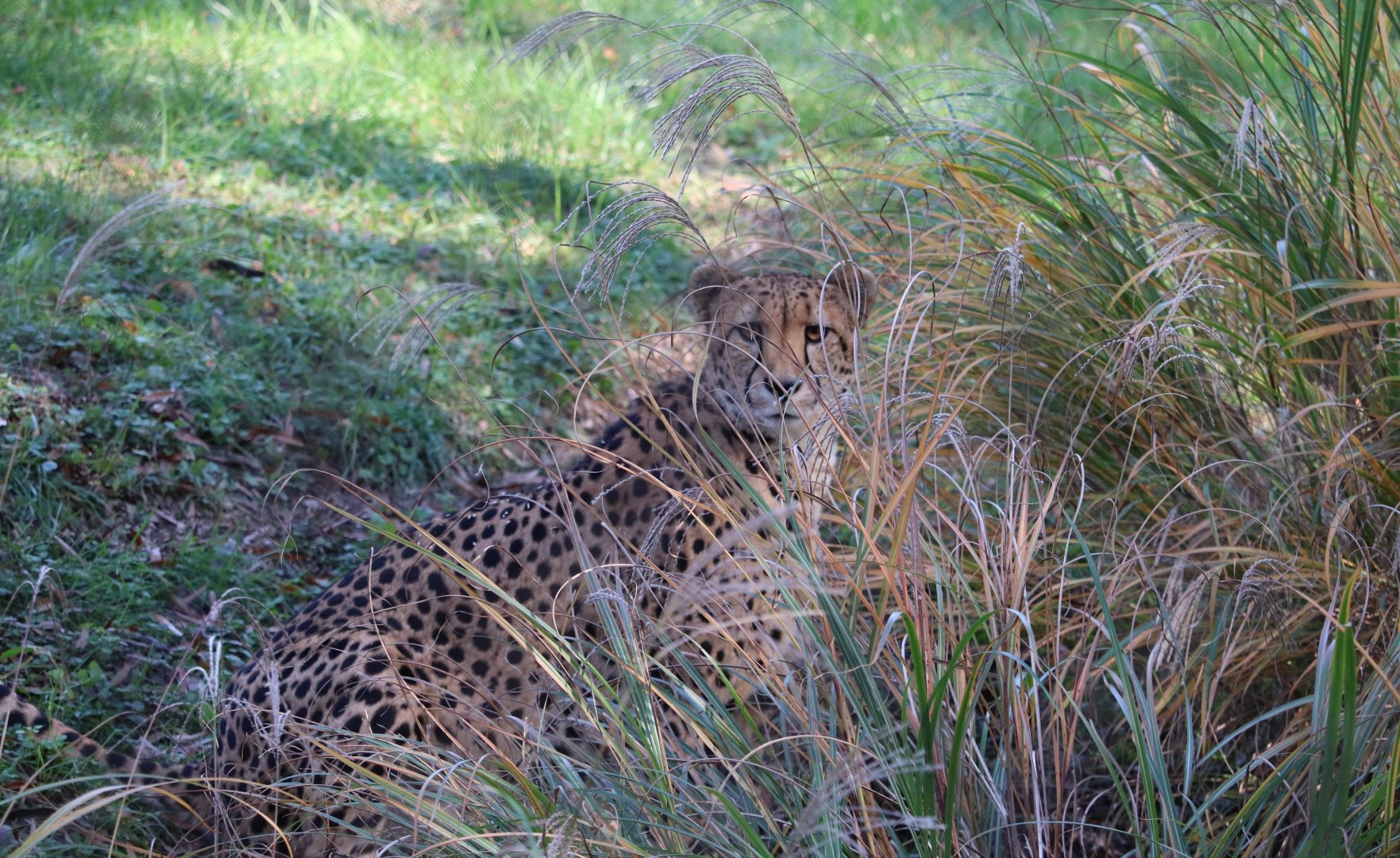 Cheetah Conservation Station - Cheetah