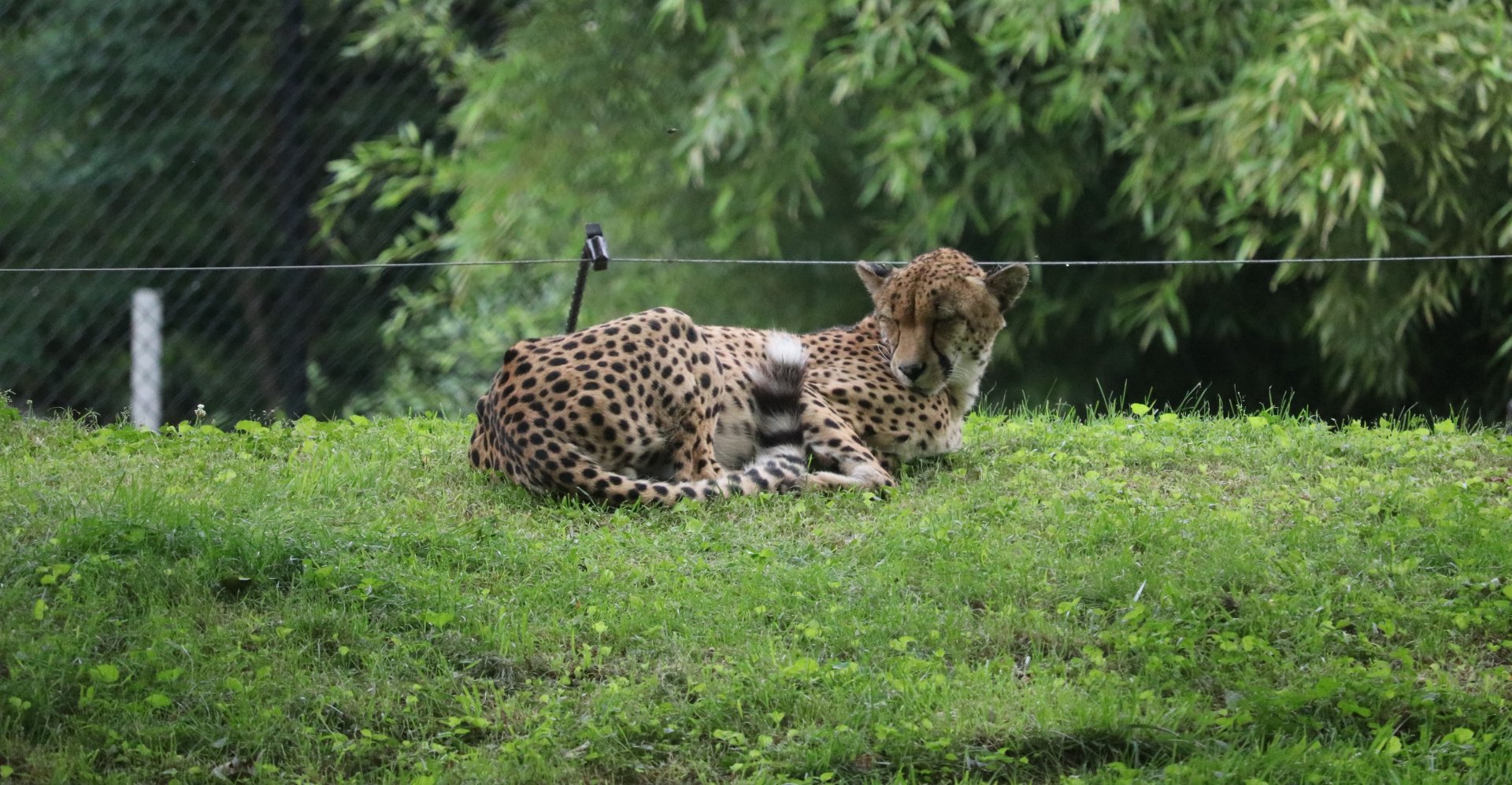 Cheetah Conservation Station - Cheetah