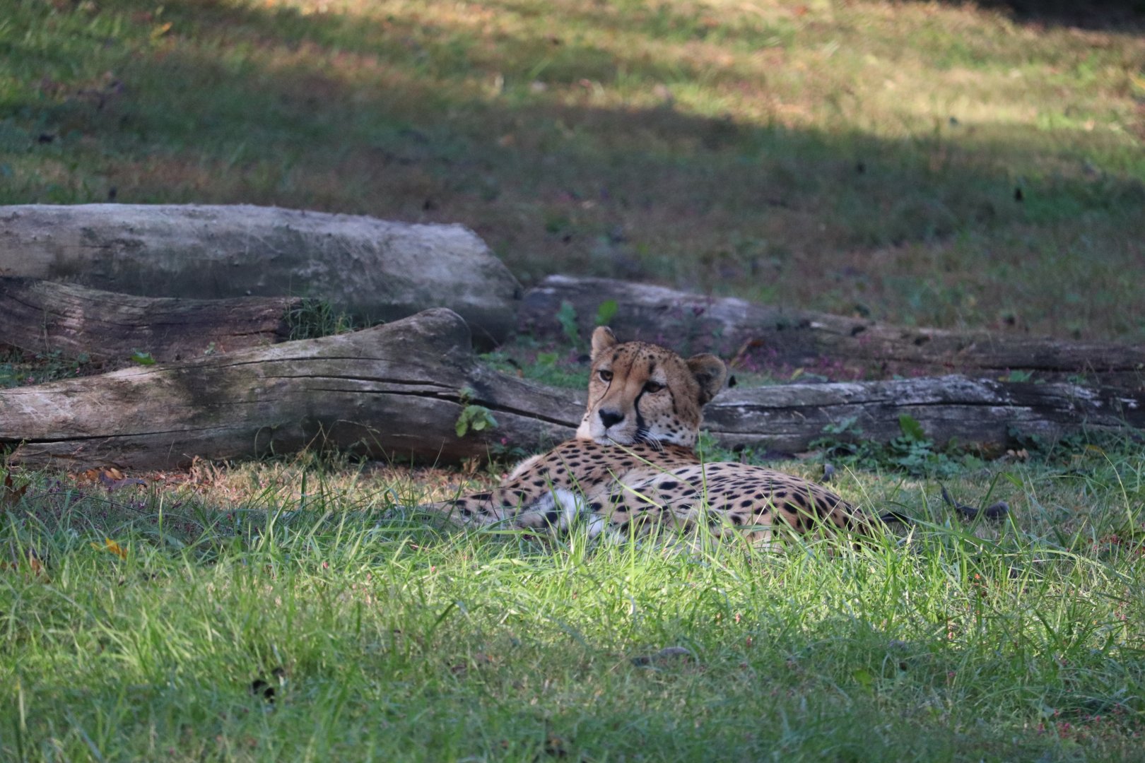 Cheetah Conservation Station - Cheetah