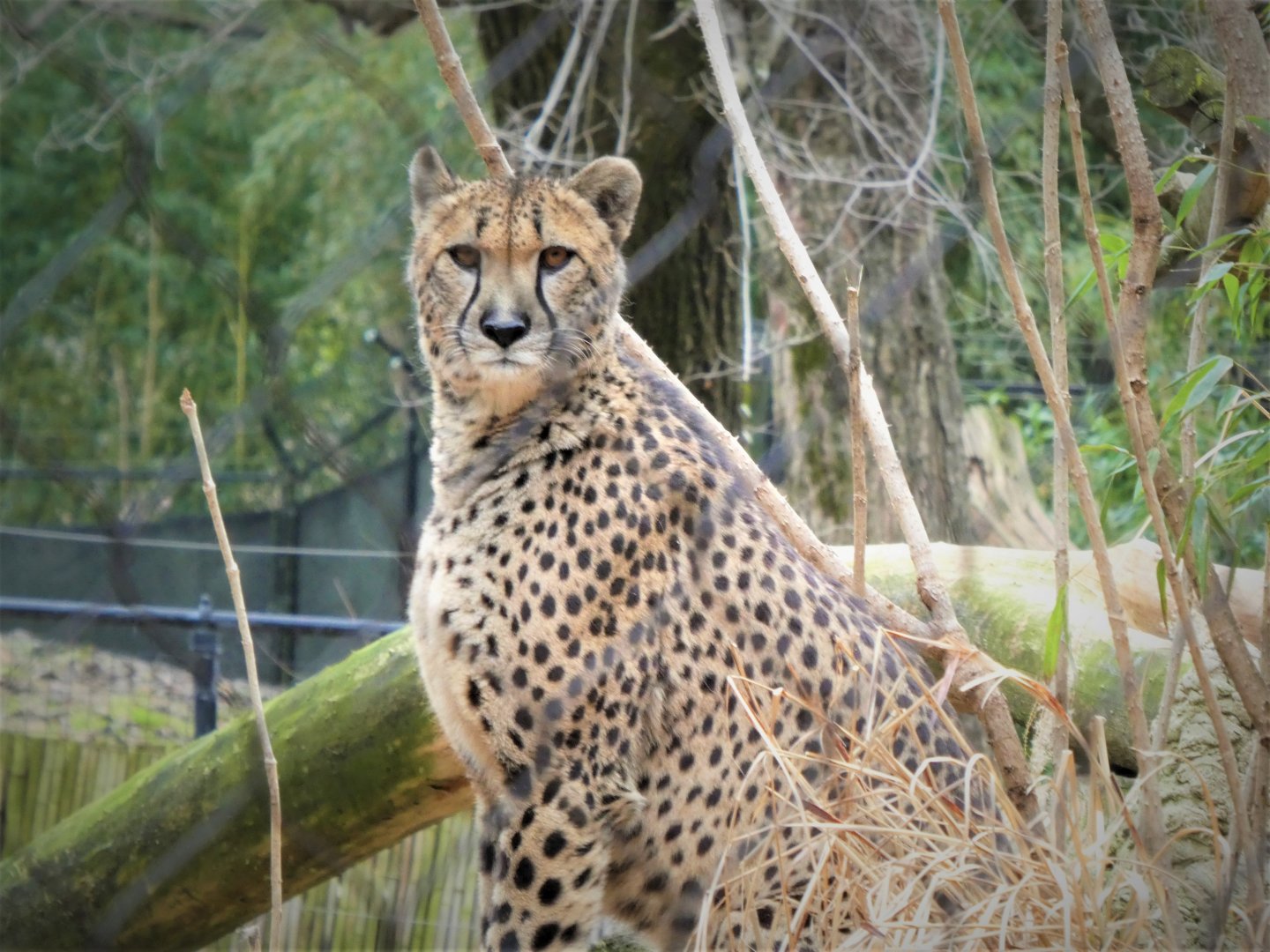 Cheetah Conservation Station - Cheetah