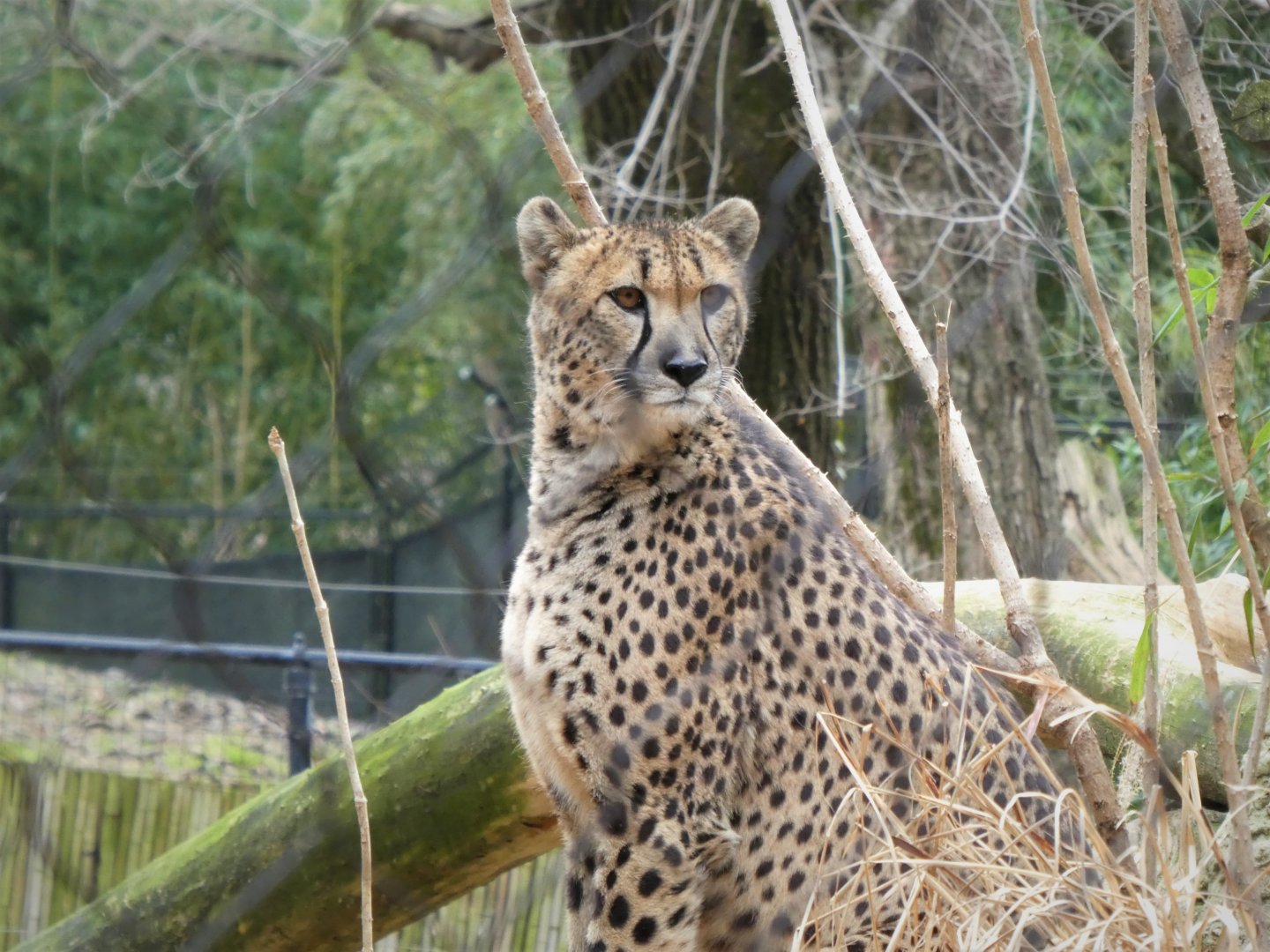 Cheetah Conservation Station - Cheetah