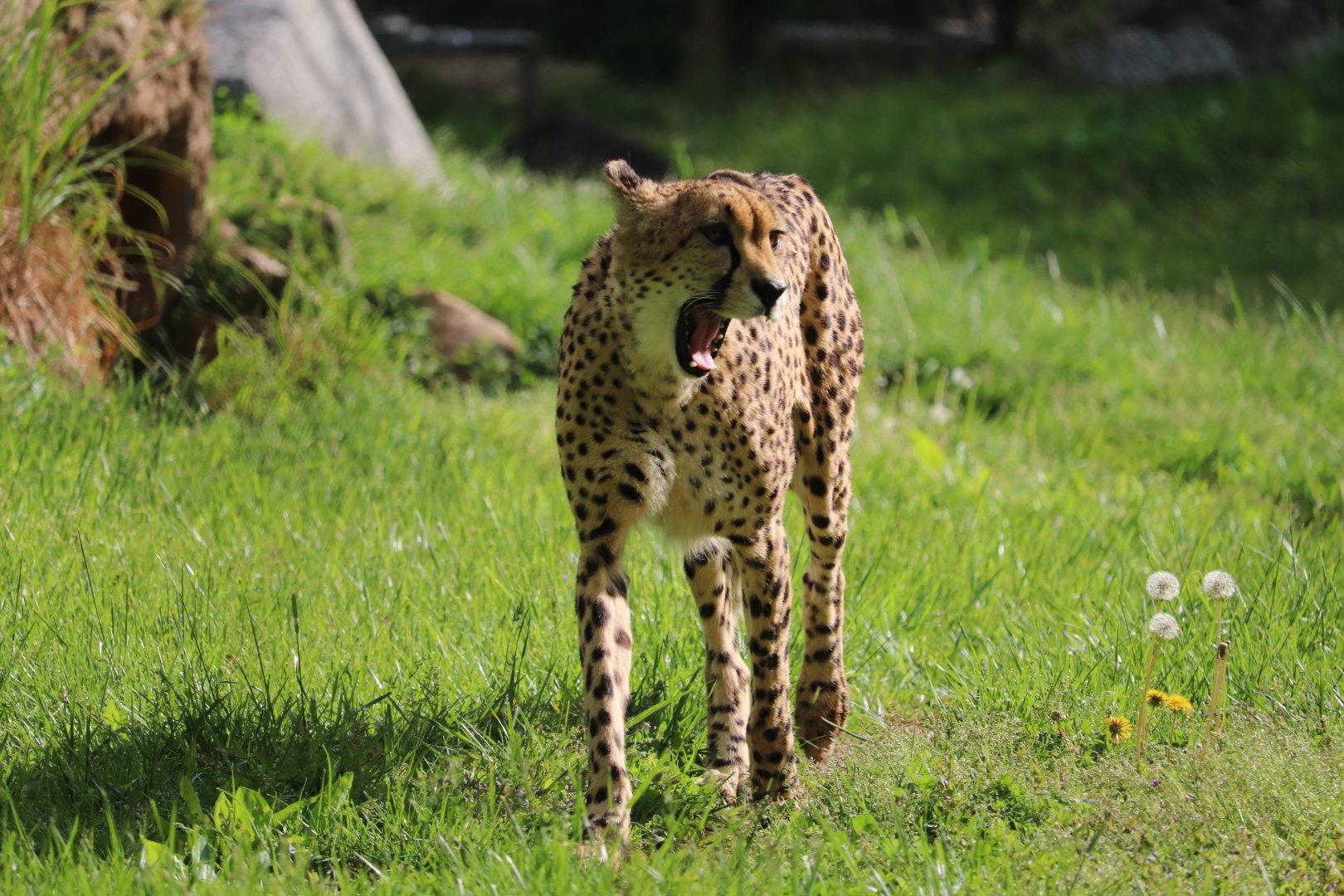 Cheetah Conservation Station - Cheetah