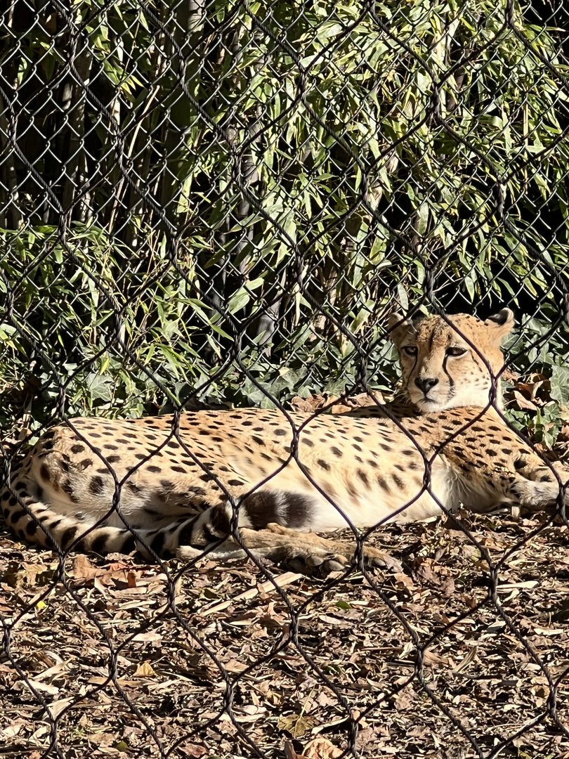 Cheetah Conservation Station- Cheetah