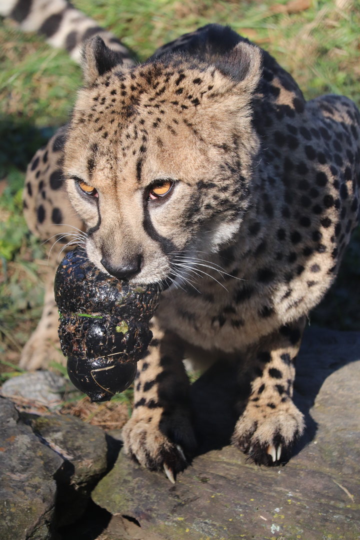 Cheetah Conservation Station - Cheetah