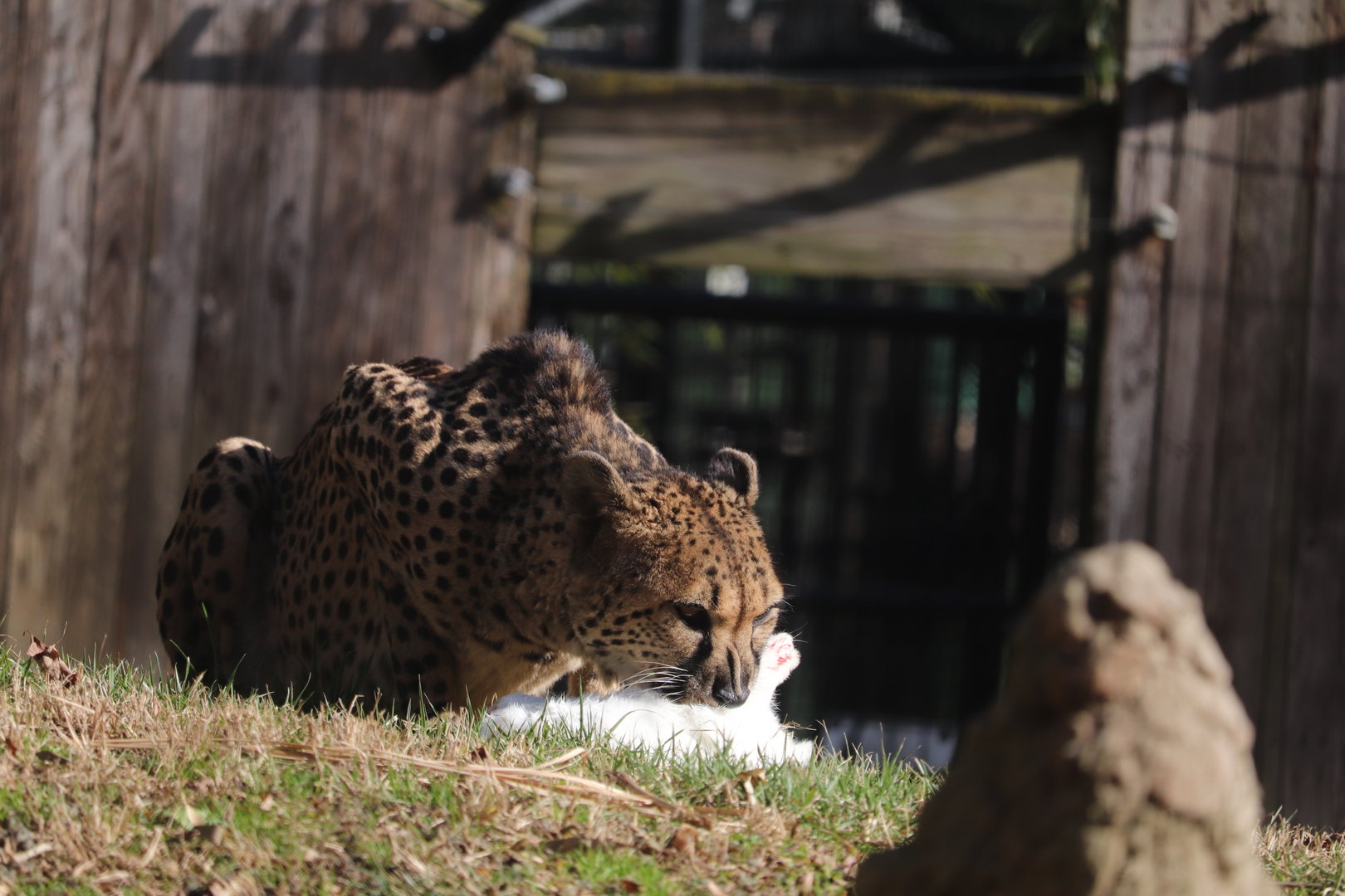 Cheetah Conservation Station - Cheetah