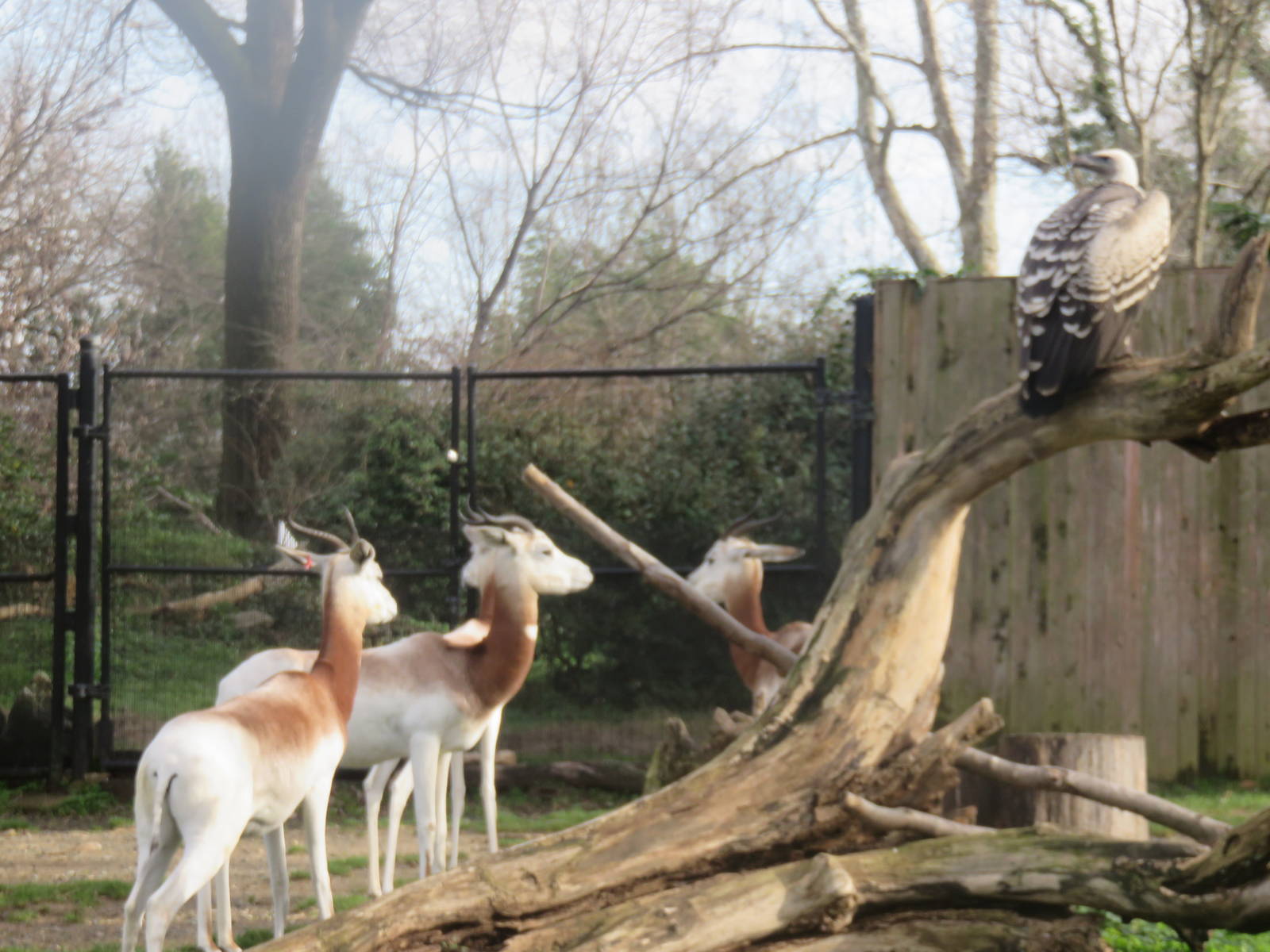 Cheetah  Conservation Station - Dama Gazelle and Ruppells Vulture