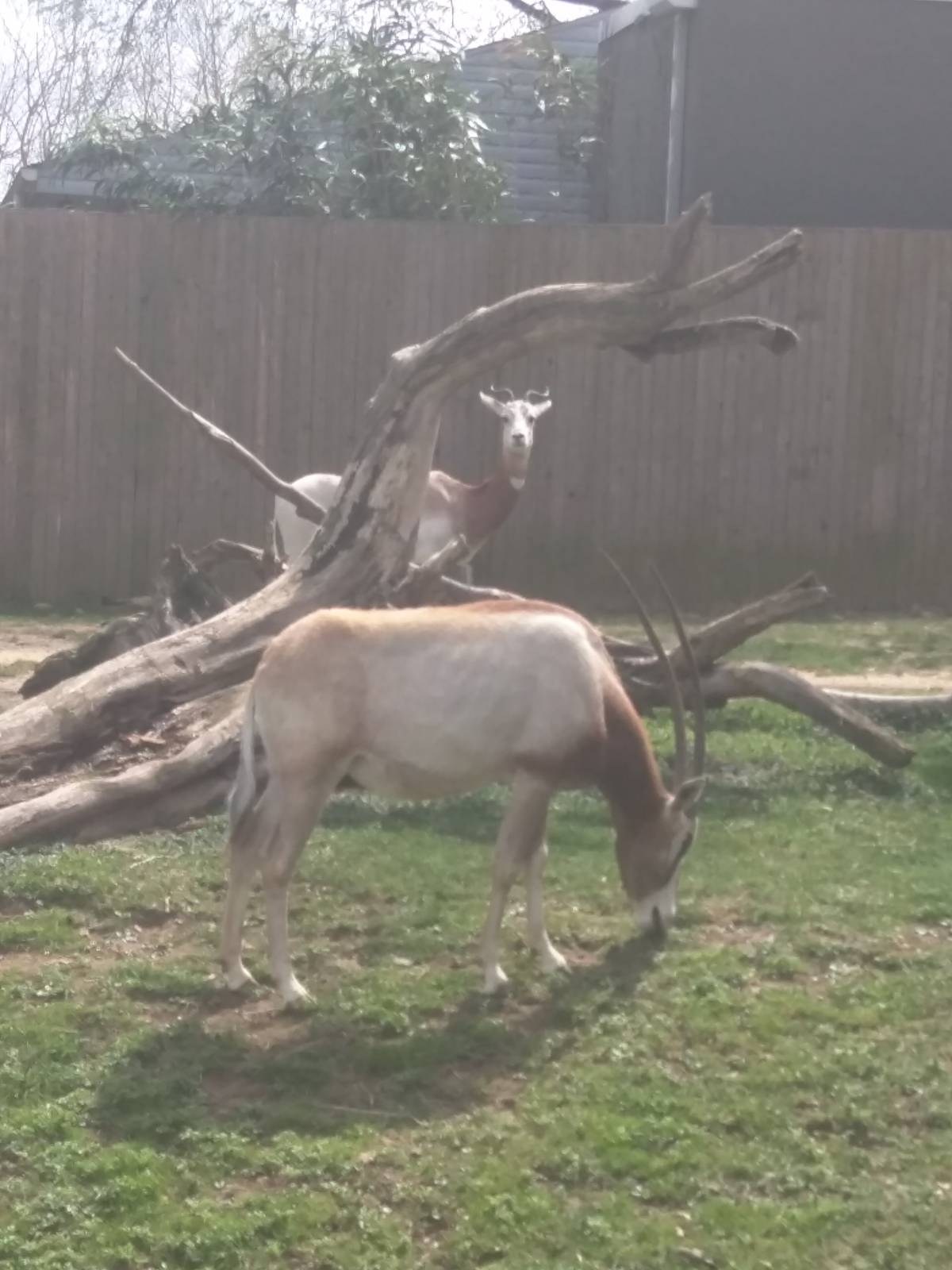 Cheetah Conservation Station - Dama Gazelle - Scimitar Horned Oryx