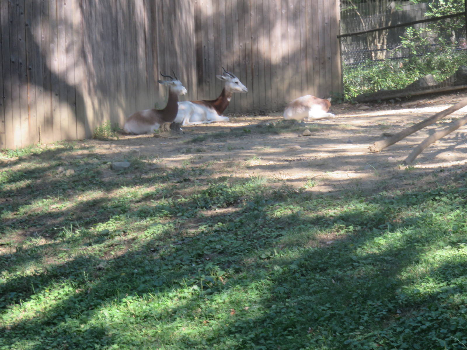 Cheetah  Conservation Station - Dama Gazelle
