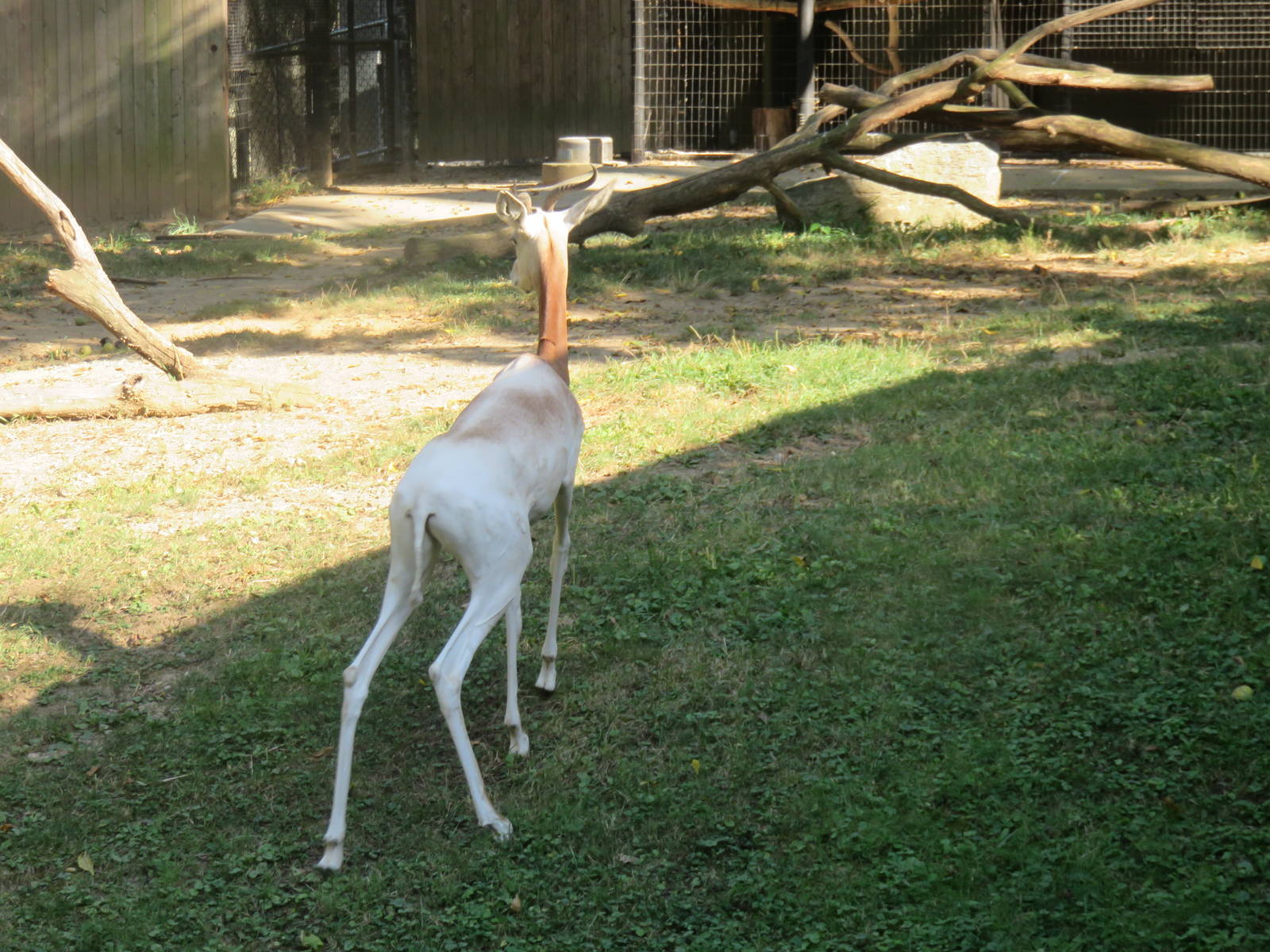Cheetah  Conservation Station - Dama Gazelle