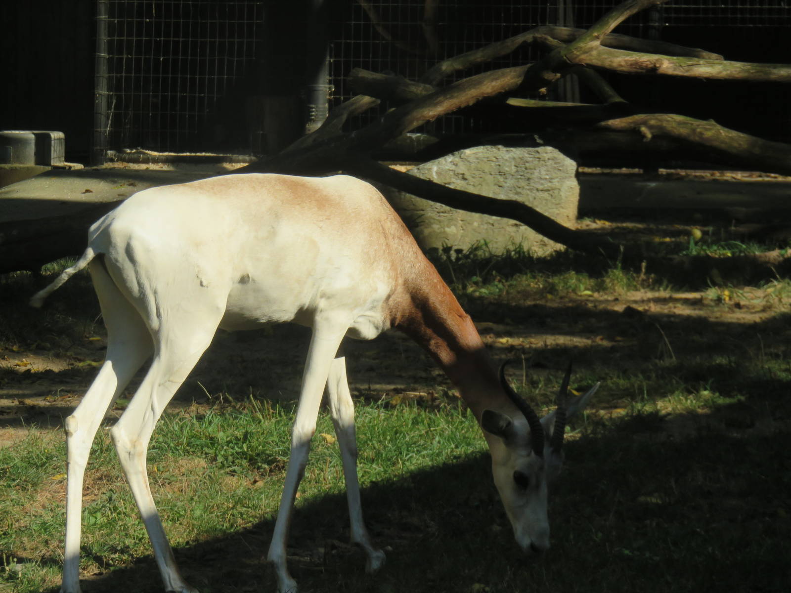 Cheetah  Conservation Station - Dama Gazelle