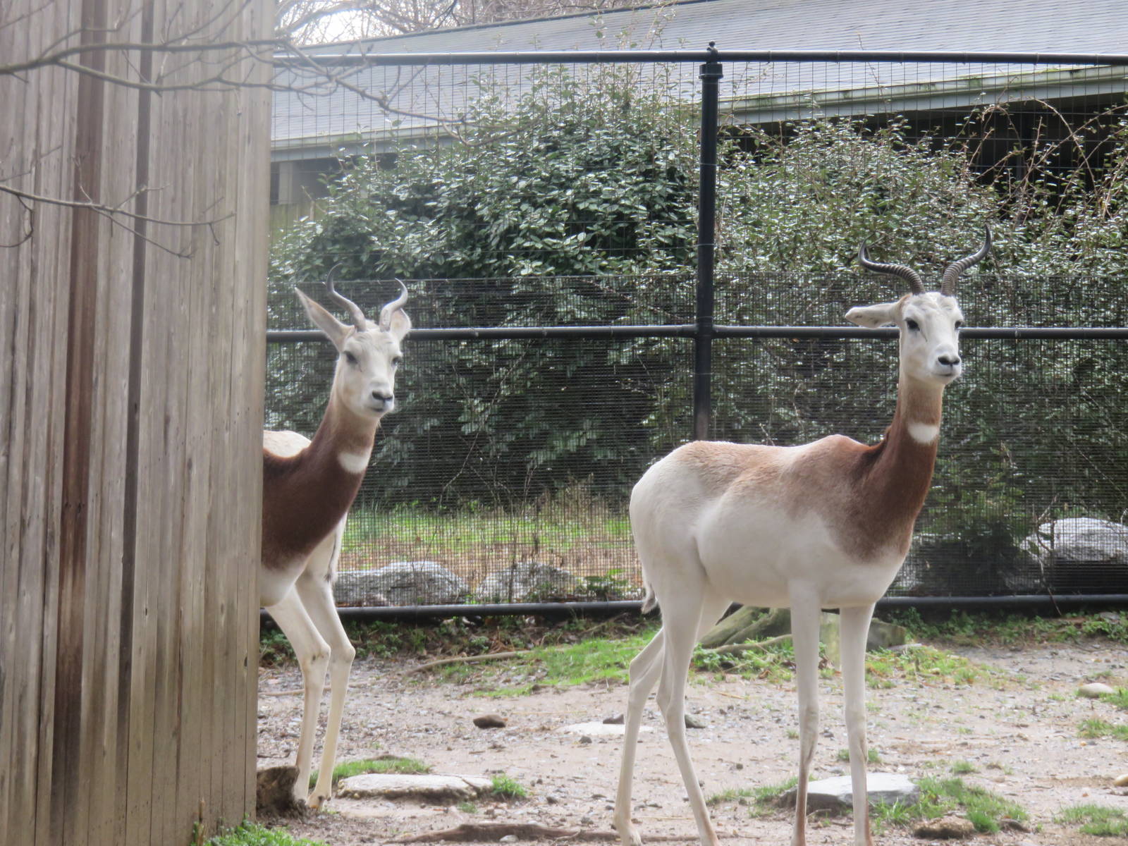 Cheetah Conservation Station - Dama Gazelle