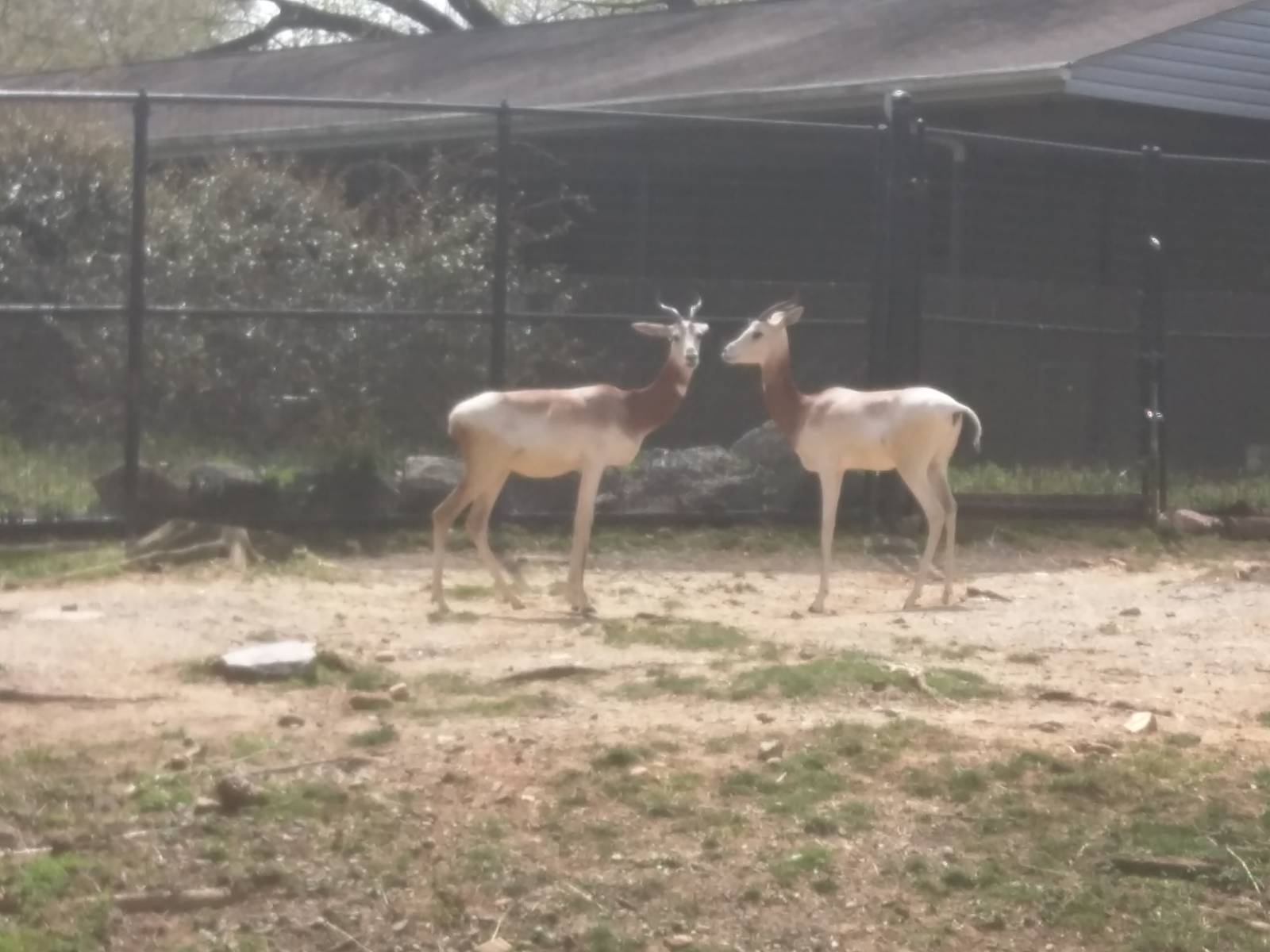 Cheetah Conservation Station - Dama Gazelle