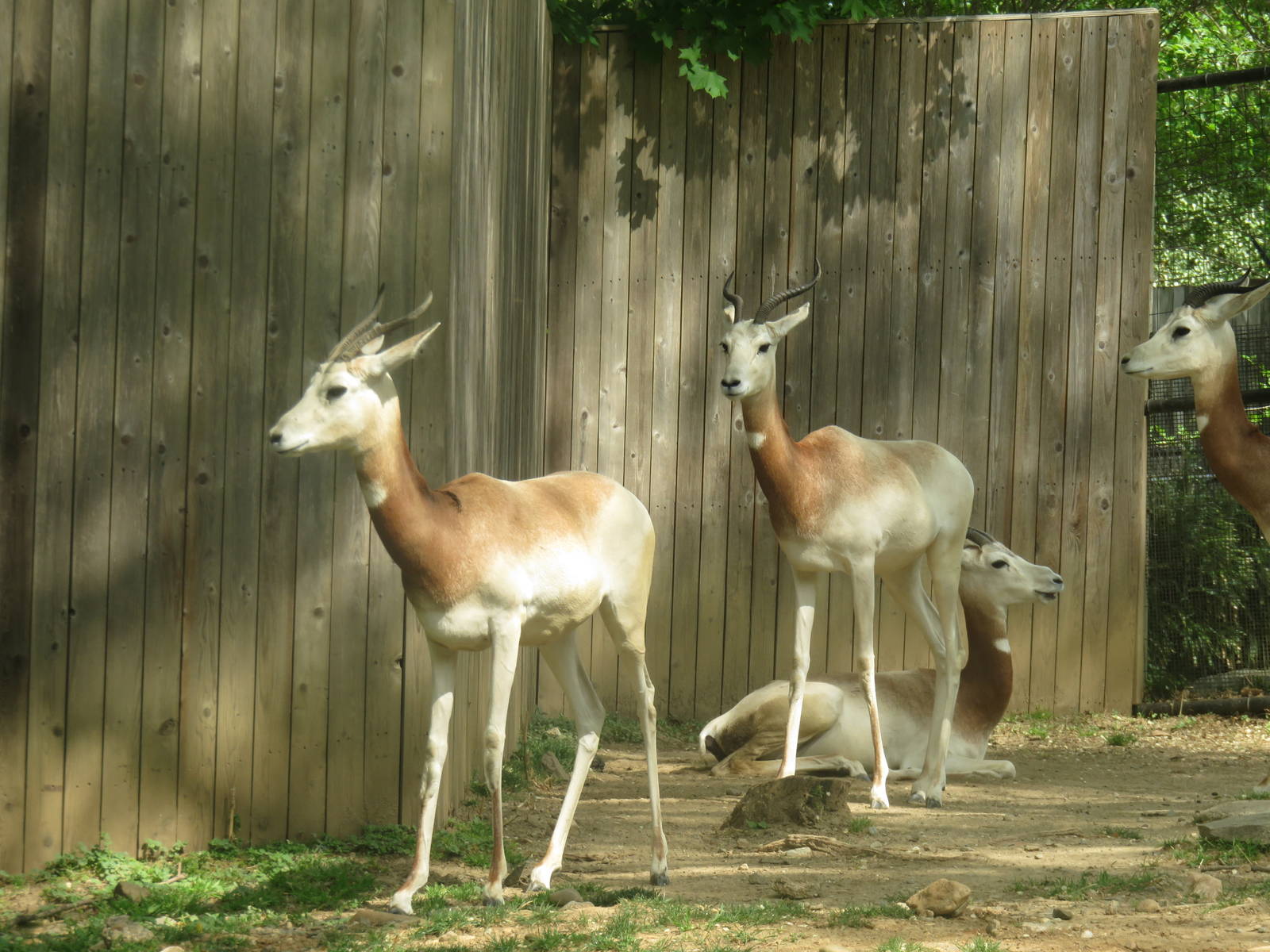 Cheetah Conservation Station - Dama Gazelle
