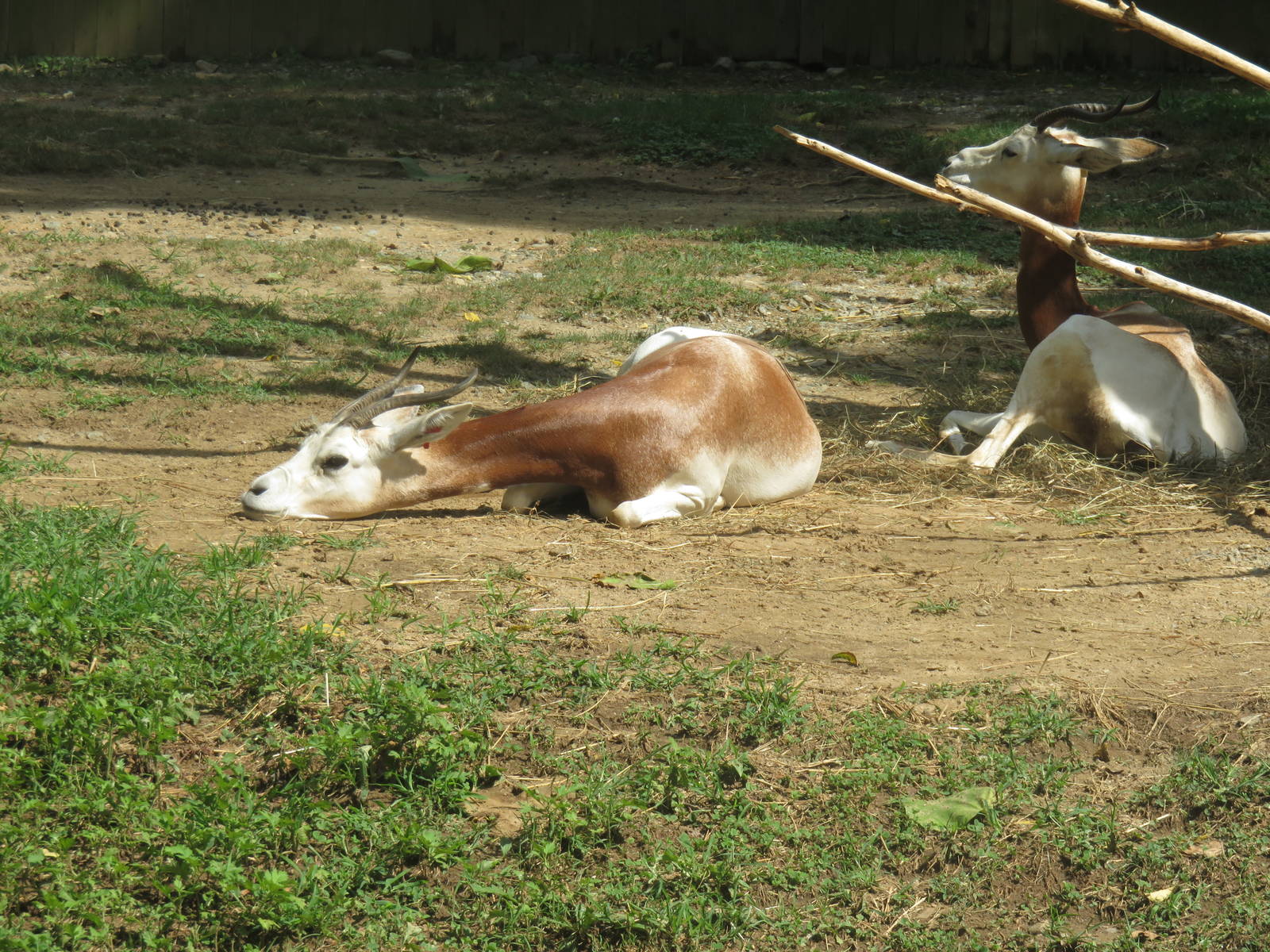 Cheetah Conservation Station - Dama Gazelle