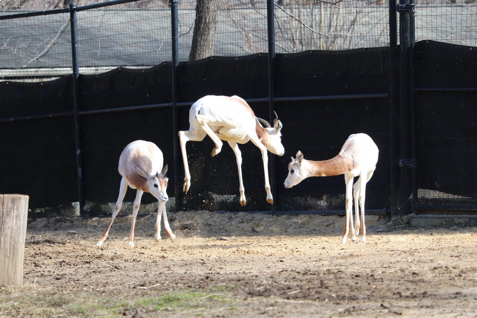Cheetah Conservation Station - Dama Gazelle