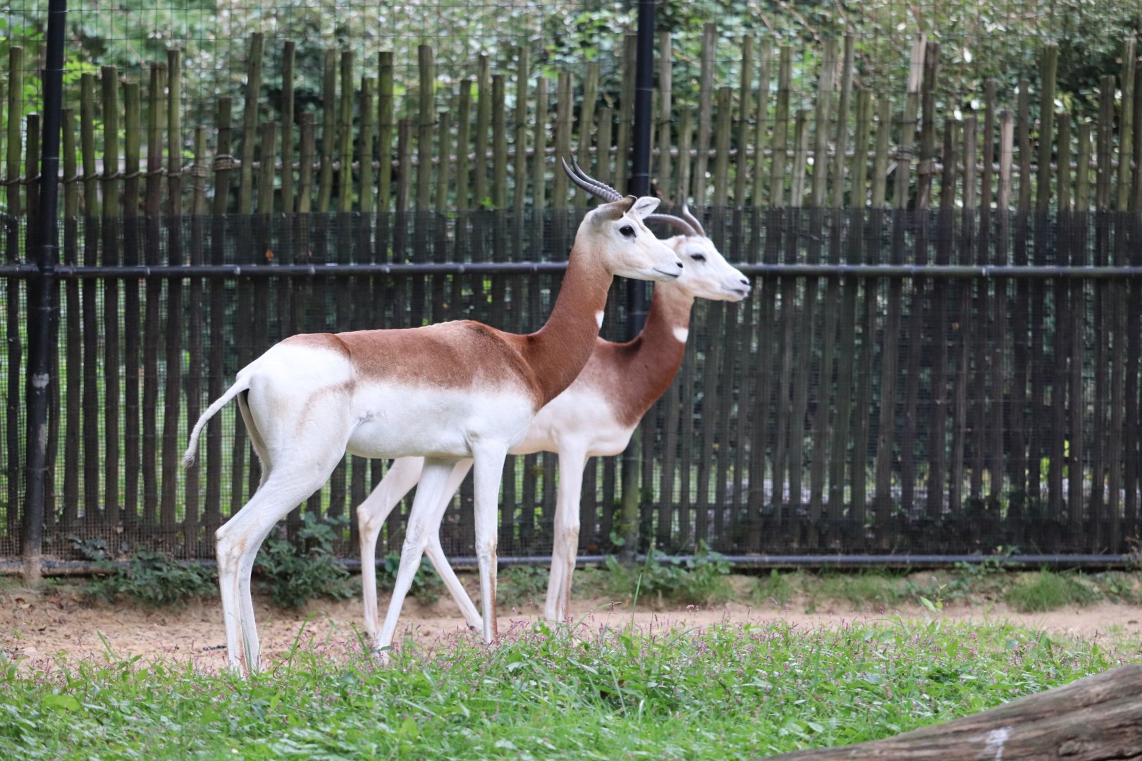 Cheetah Conservation Station - Dama Gazelle