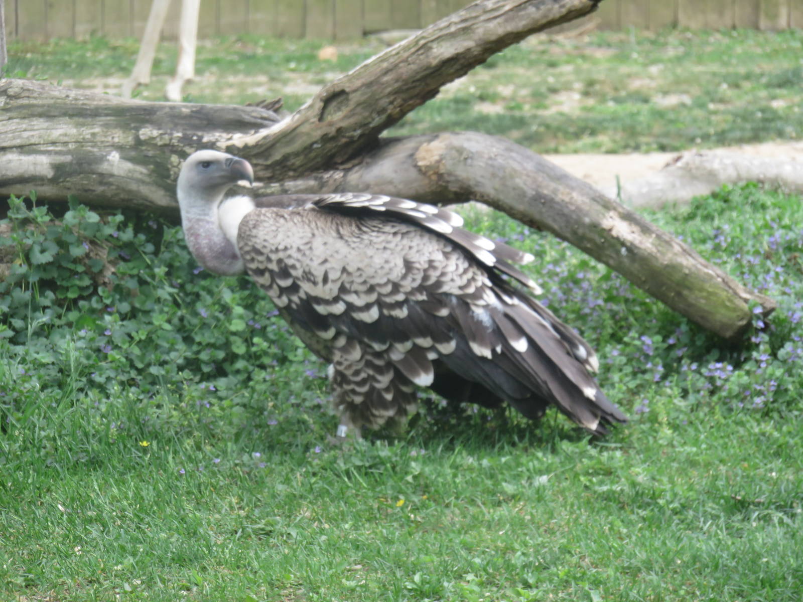Cheetah Conservation Station - Falcon Eagle (Ruppell's Griffon Vulture)